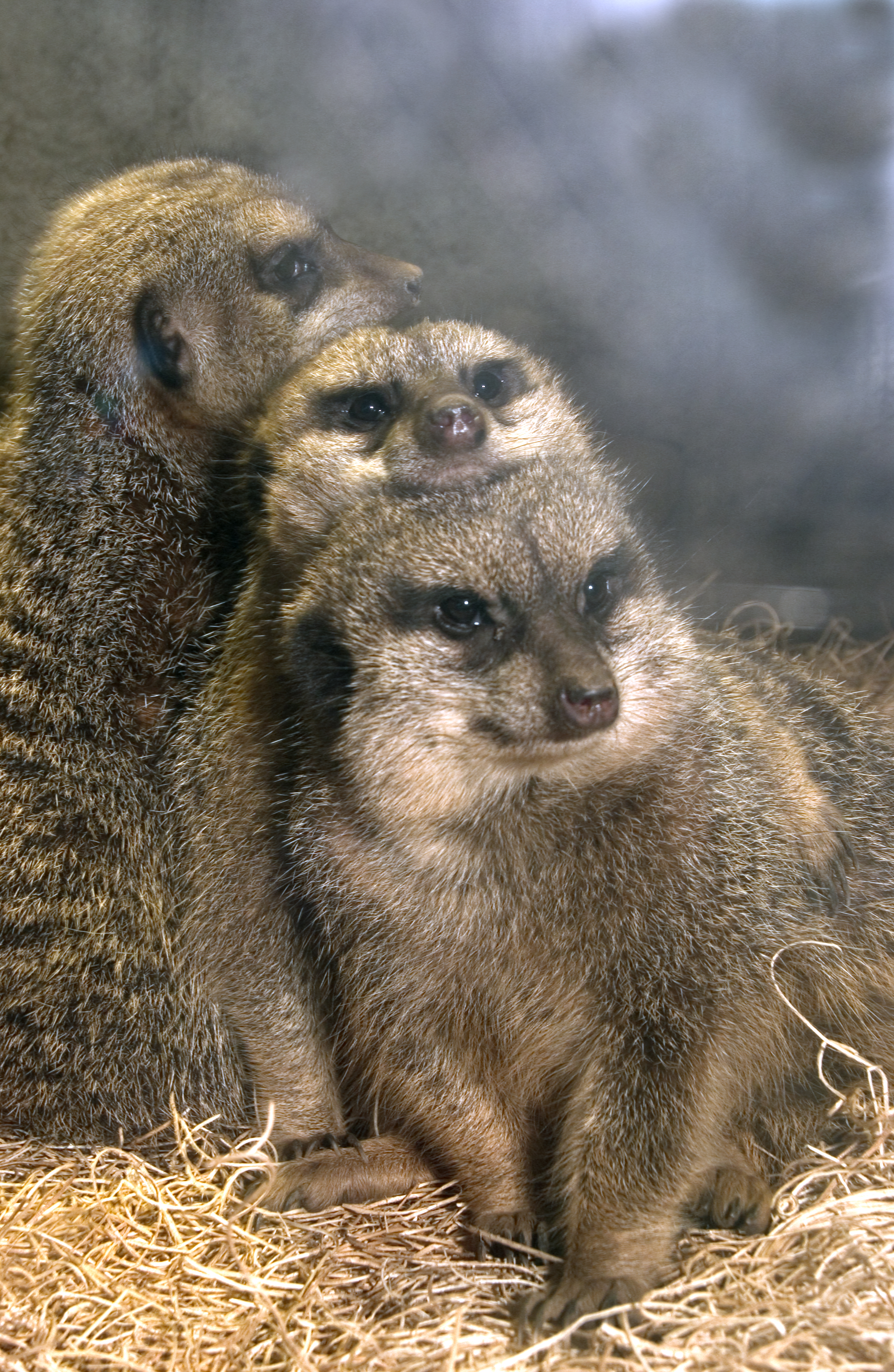 meerkat | Oregon Zoo