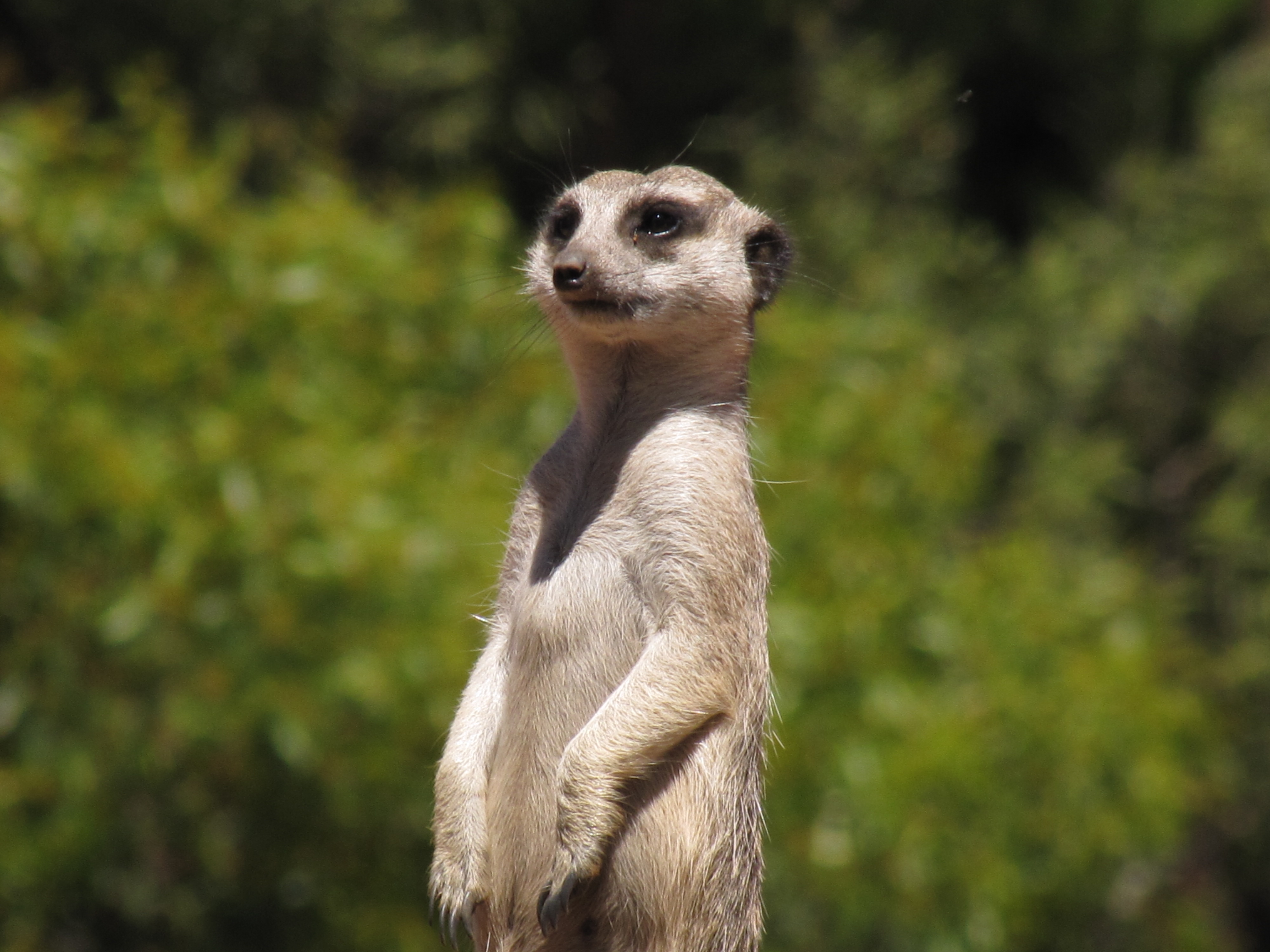 Meerkats at Monarto Zoo, South Australia - Trevor's Travels