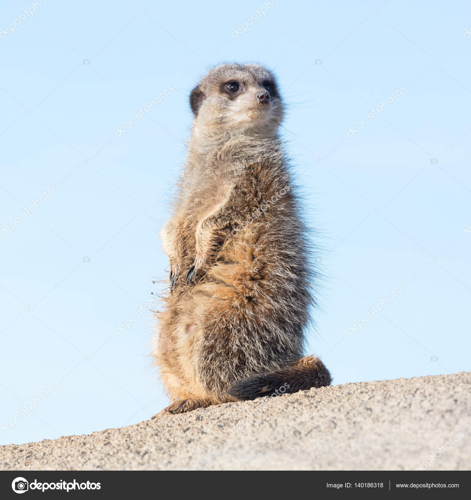 Meerkat on guard duty — Stock Photo © michaklootwijk #140186318
