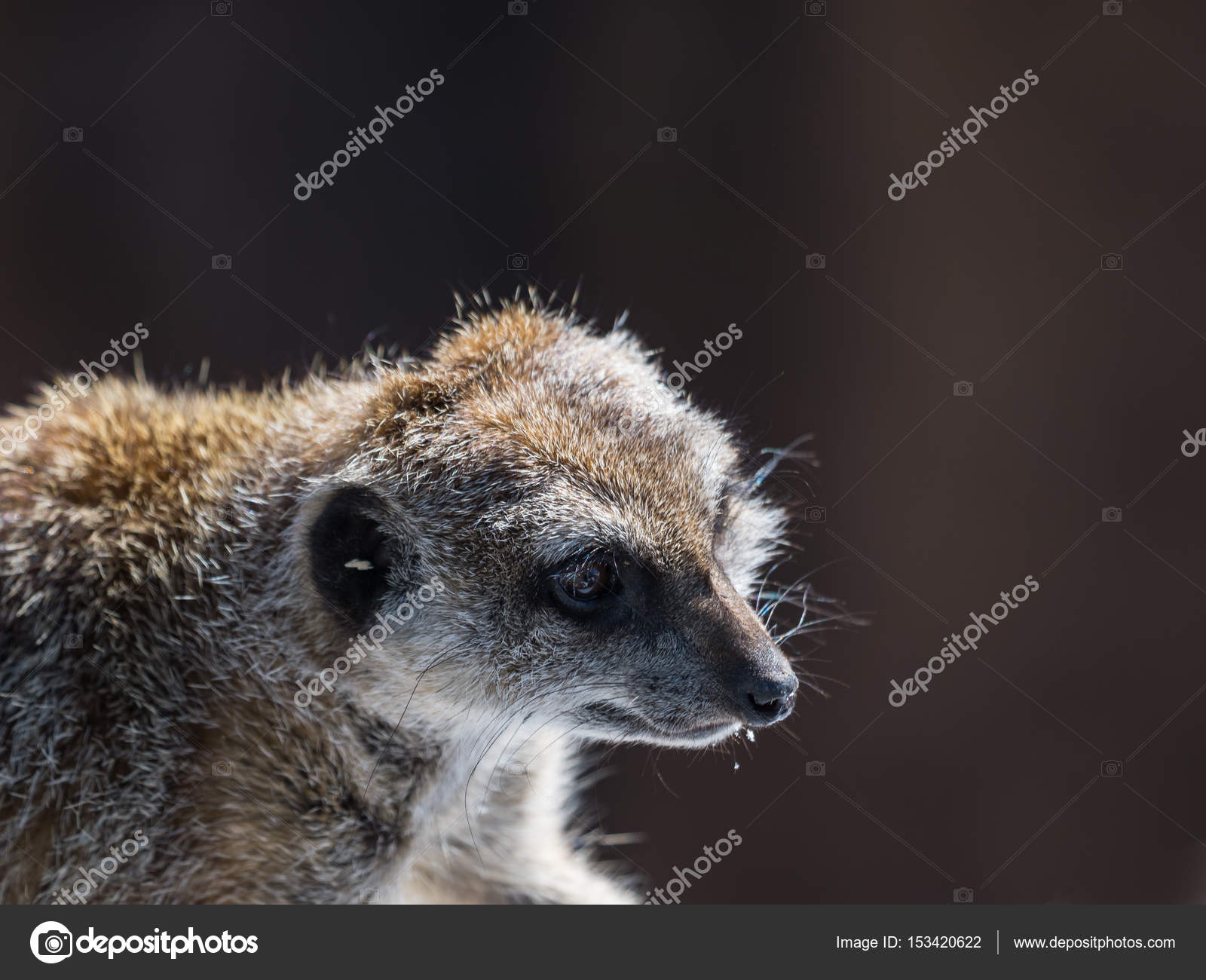 A posing Meerkat — Stock Photo © S.Evig #153420622