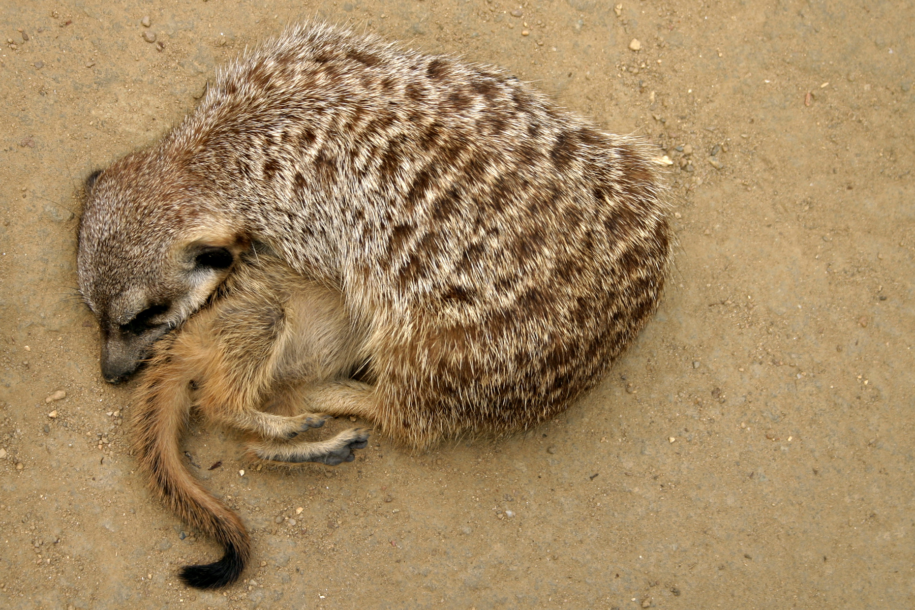 Meerkats photo