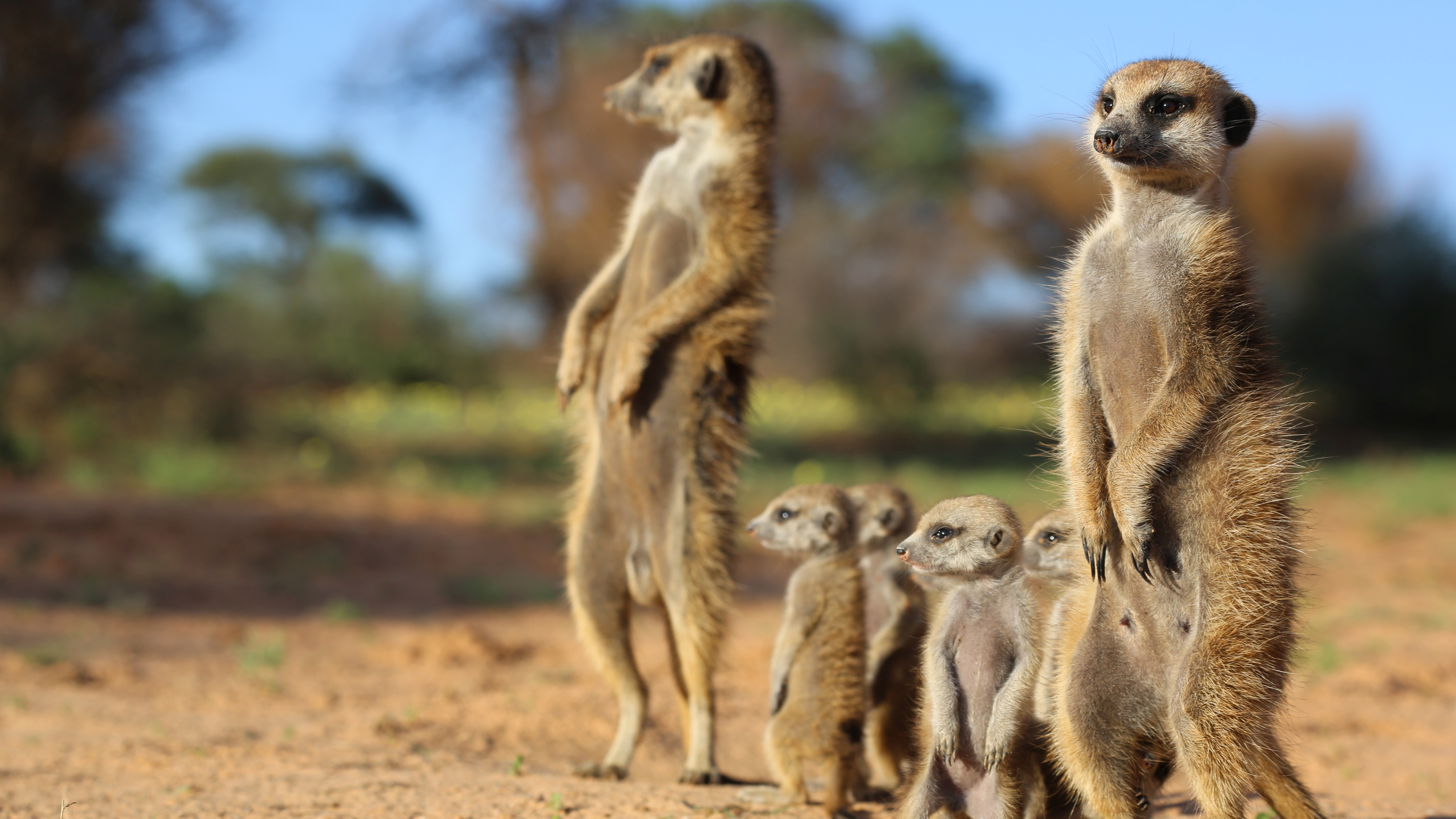 Animals with Cameras | Hang with Meerkats in the Kalahari Desert ...