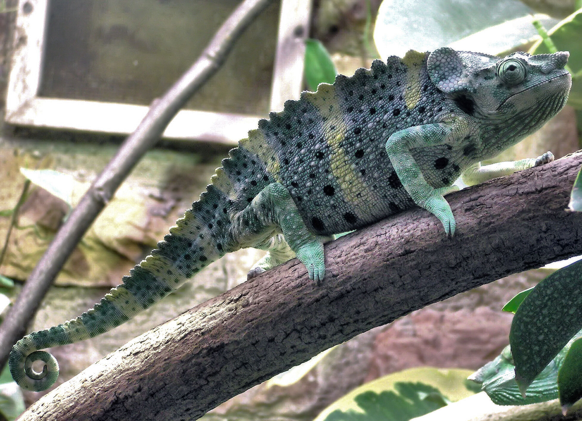 Meller's chameleon - Wikipedia