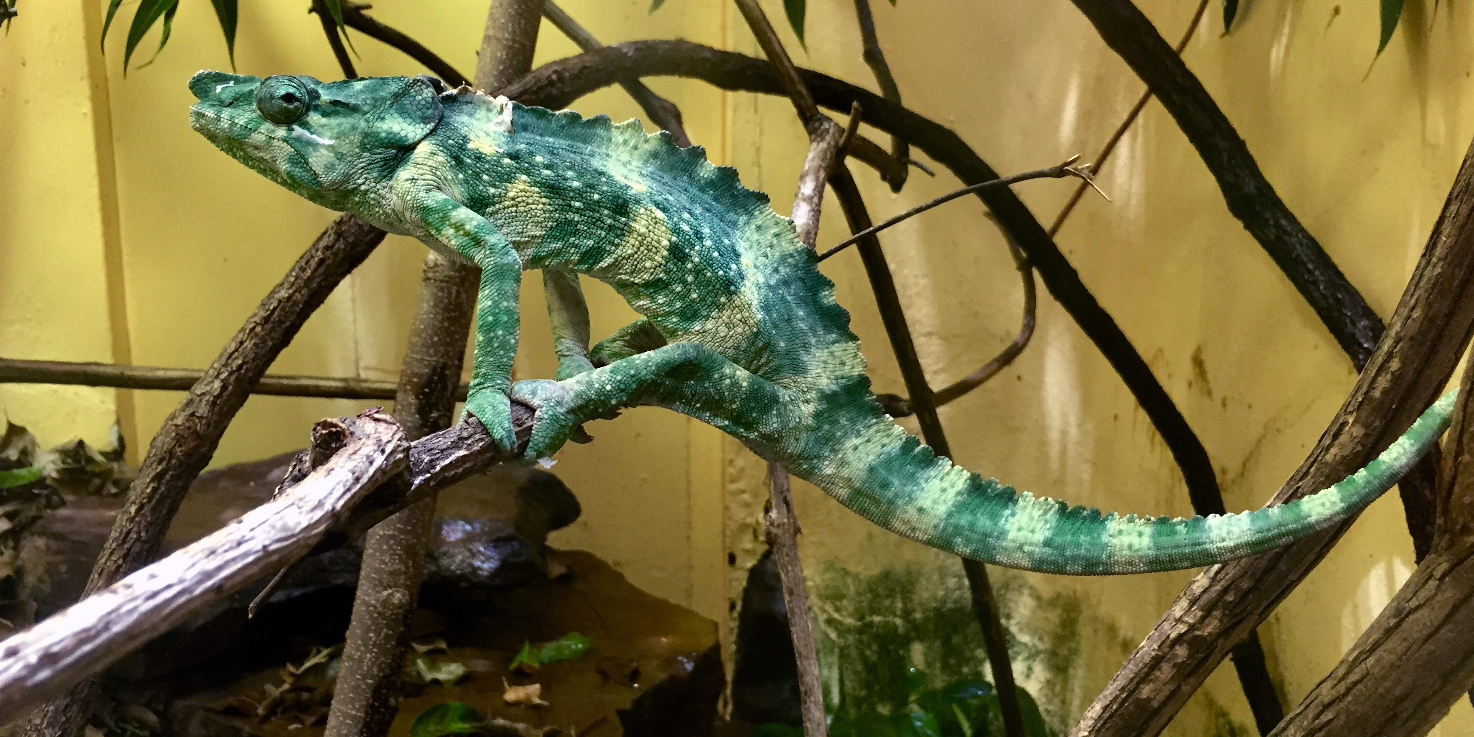 New at the Zoo: Meet a Meller's Chameleon | Smithsonian's National Zoo