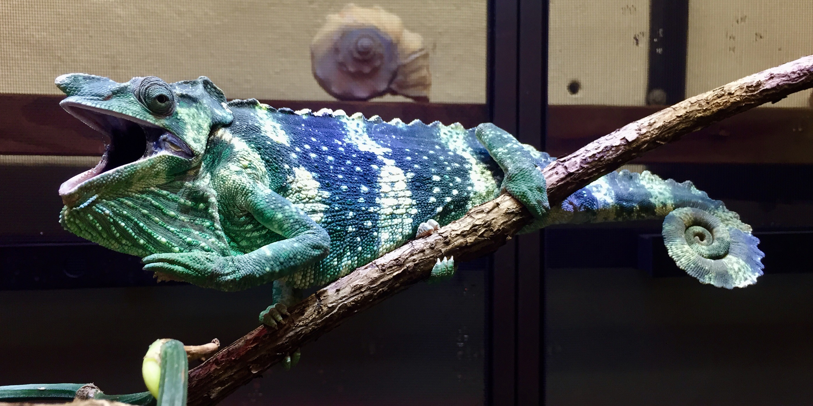 New at the Zoo: Meet a Meller's Chameleon | Smithsonian's National Zoo