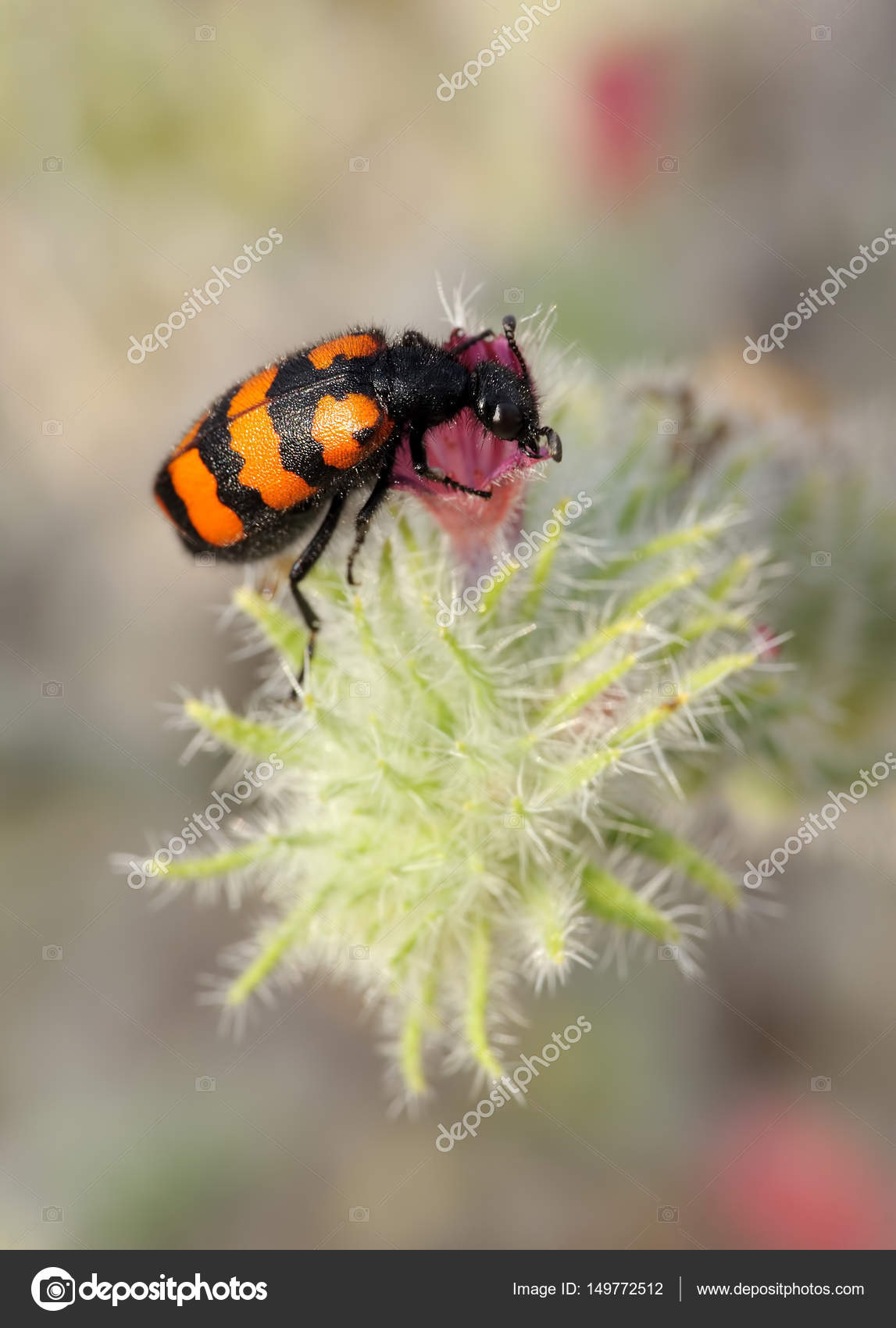 Closeup Meloidae beetle — Stock Photo © vblinov #149772512
