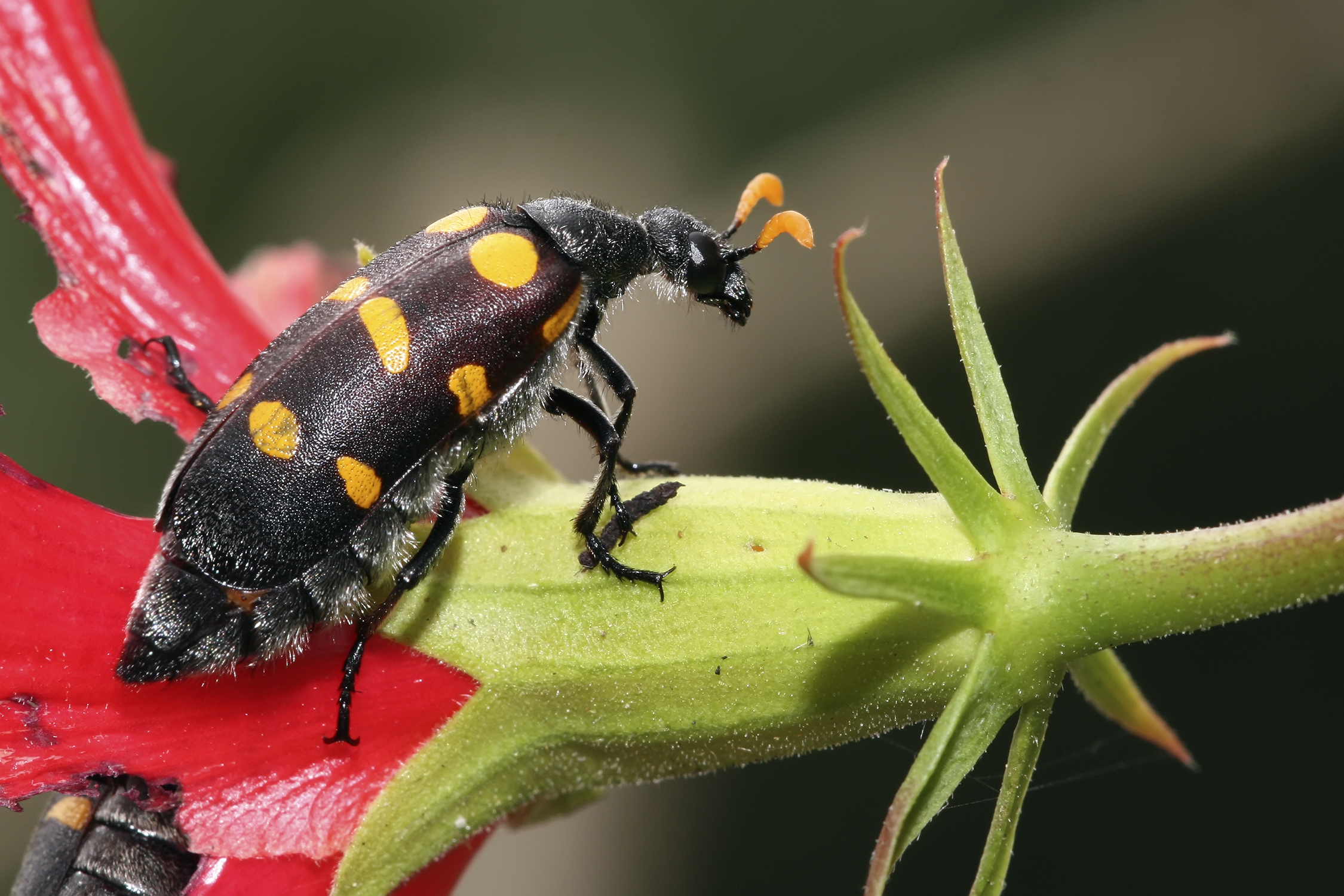 Blister beetle - Wikiwand