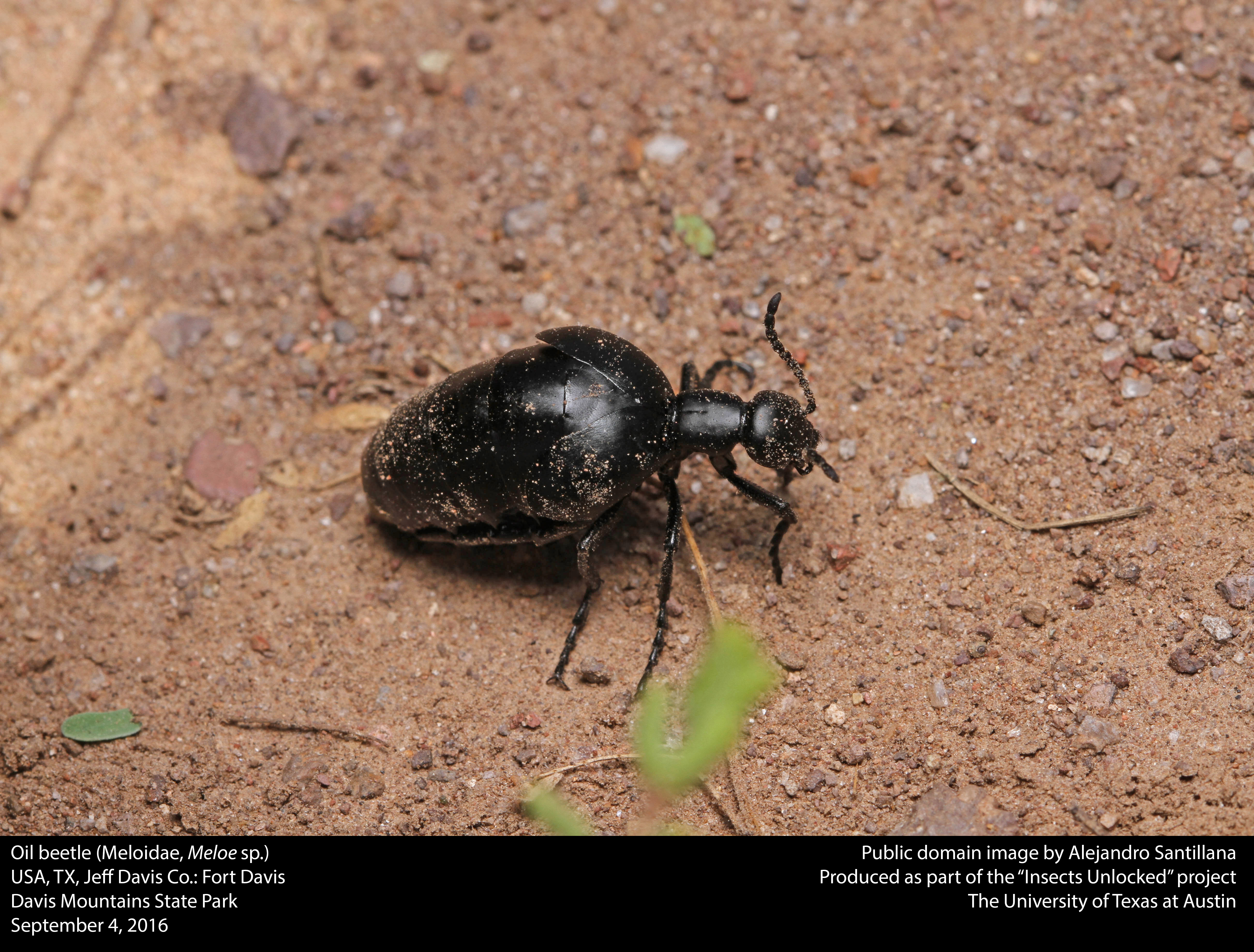 File:Oil beetle (Meloidae, Meloe sp.) (29320863660).jpg - Wikimedia ...