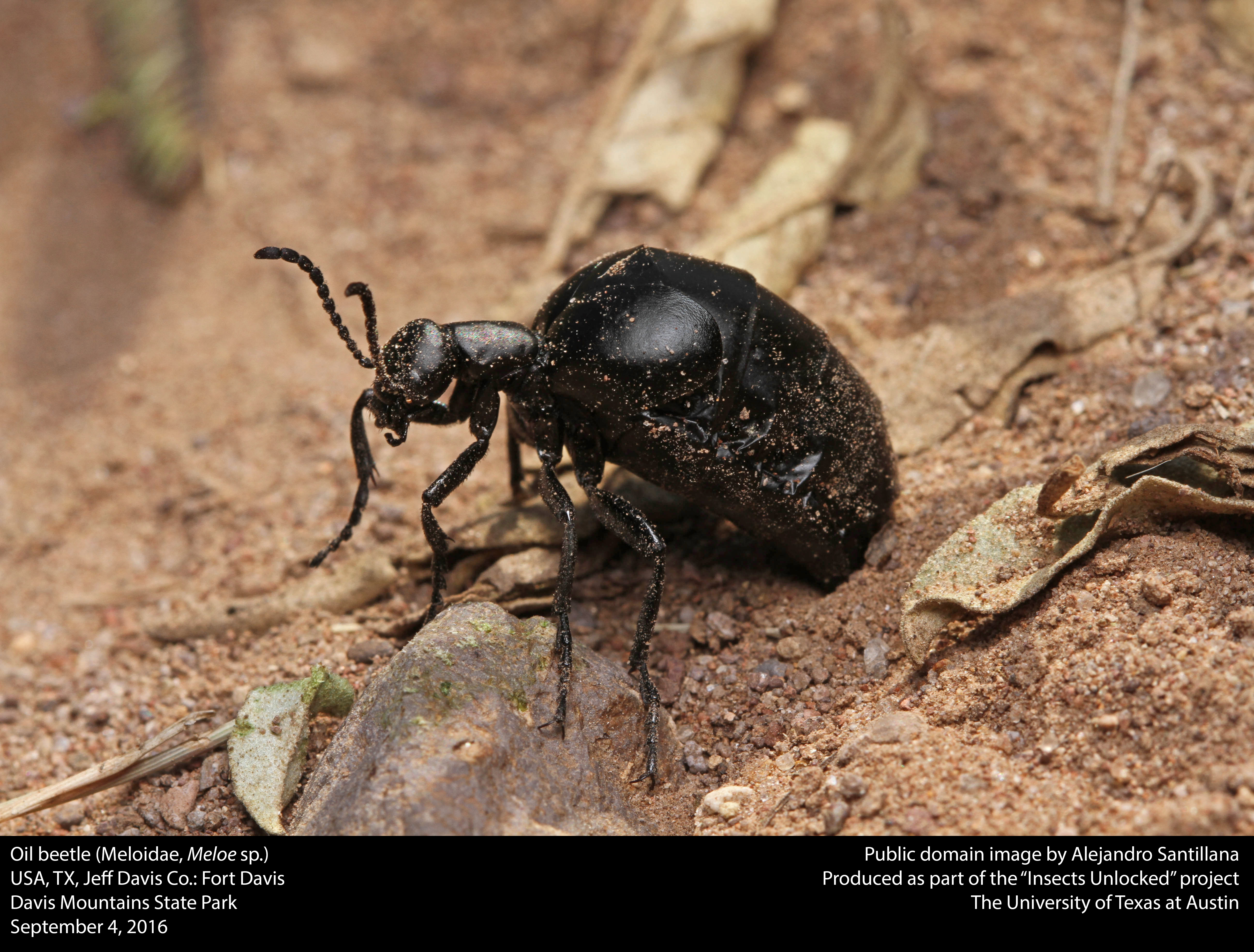 File:Oil beetle (Meloidae, Meloe sp.) (28987466593).jpg - Wikimedia ...