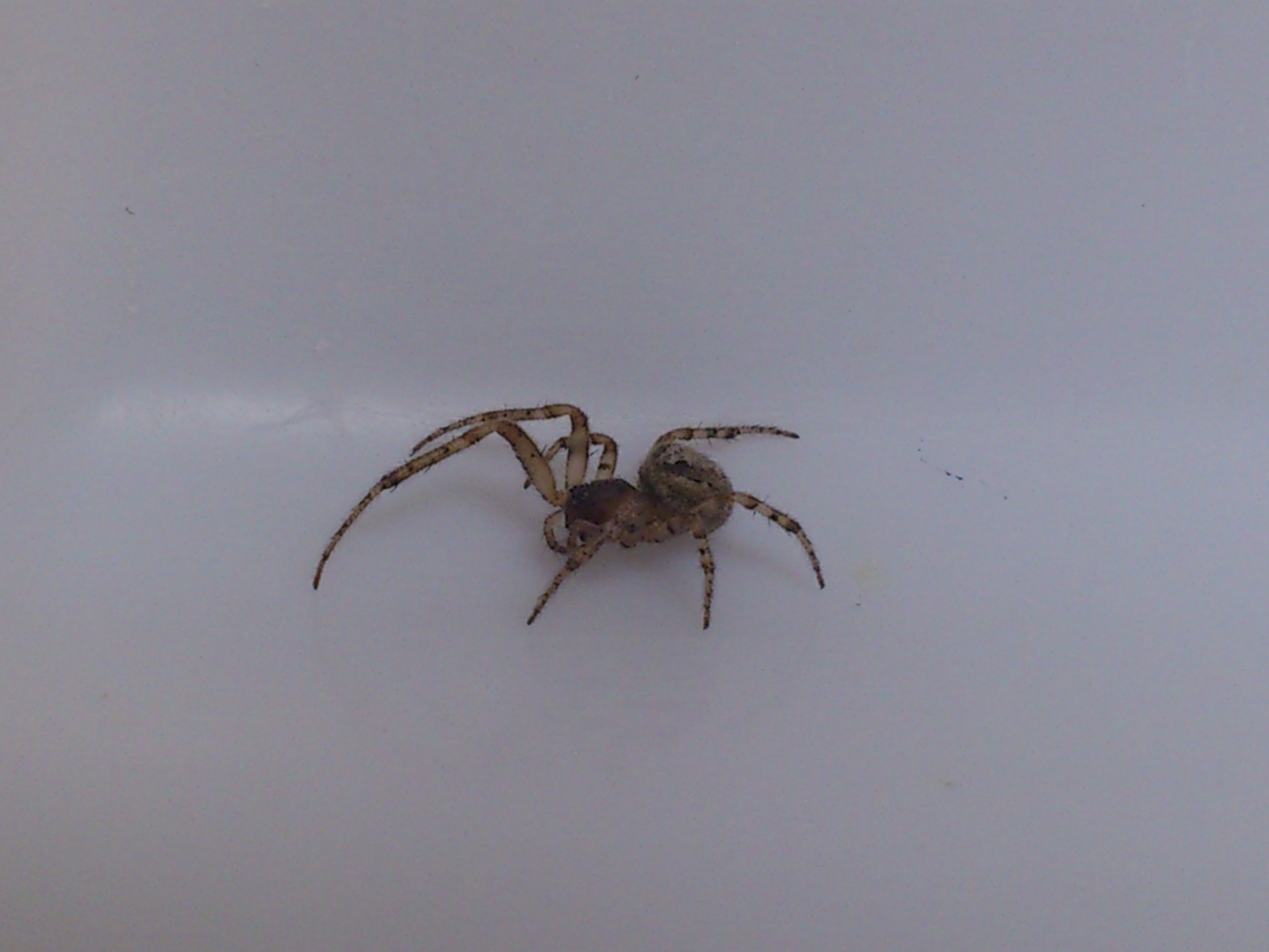 NaturePlus: Spider Found In Fridge?