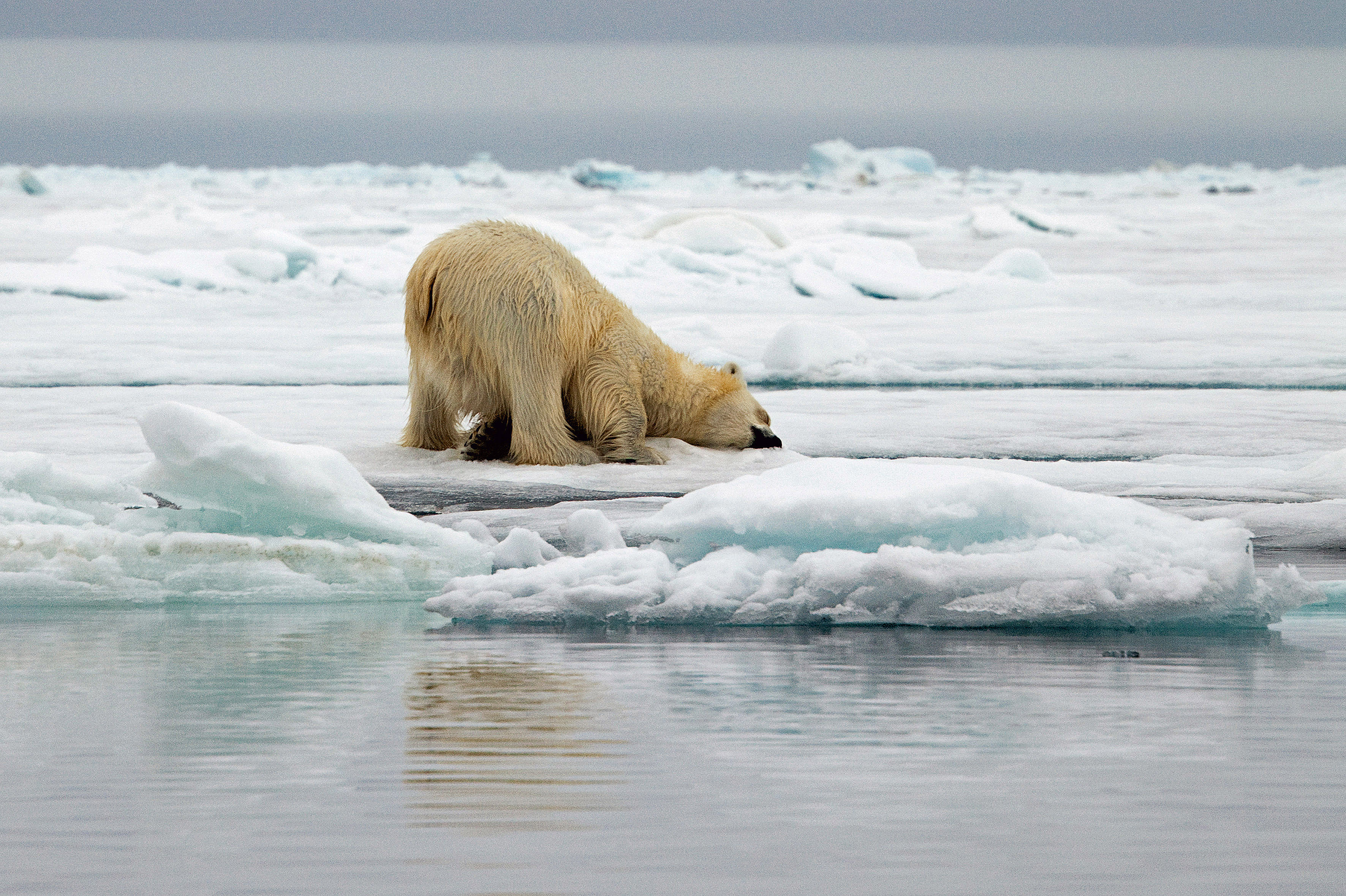 Melting away: The slow, steady death of the polar ice caps | 5 | New ...