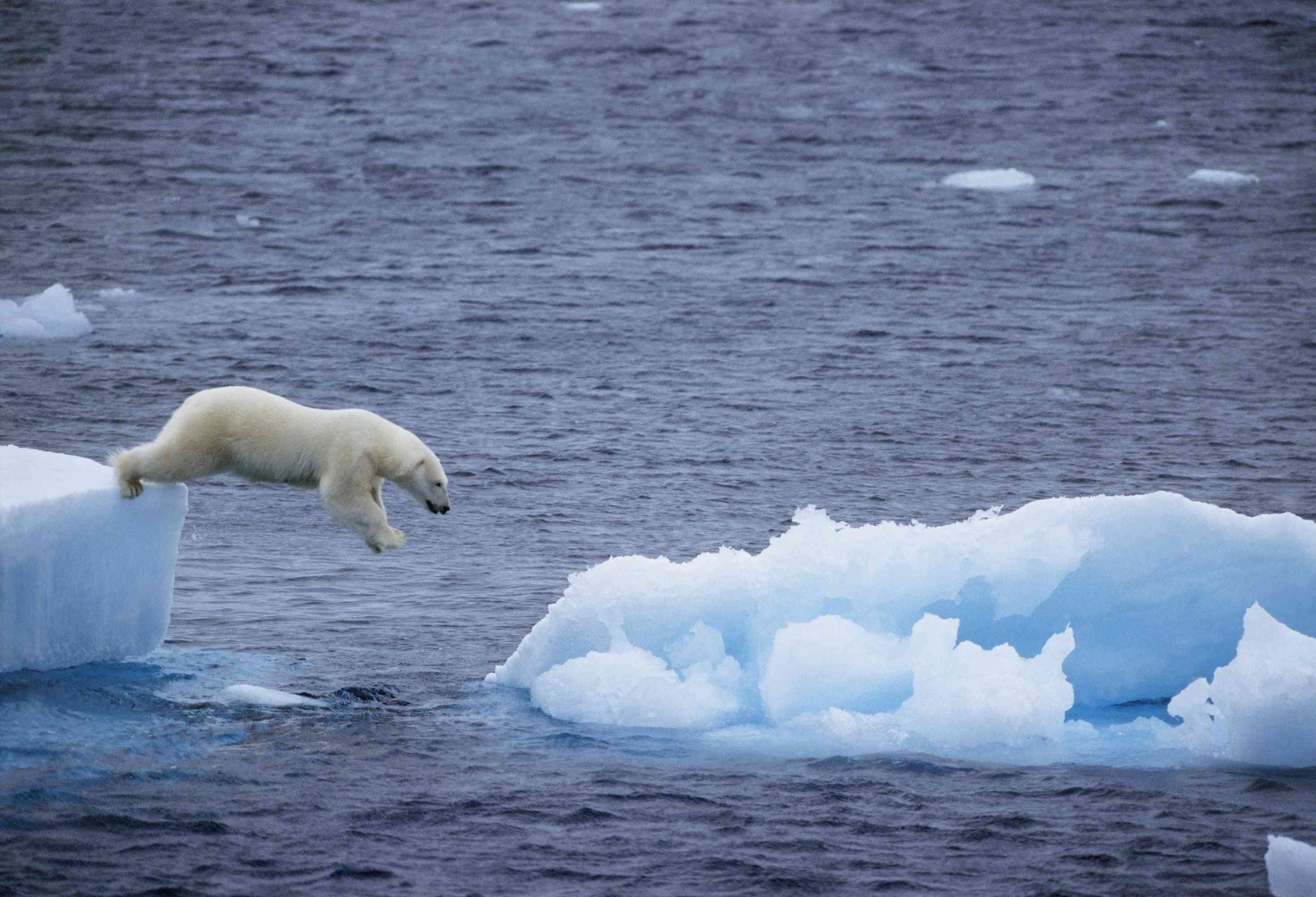 Polar Ice Caps Melting - Facts and Implications | Enjoy Going Green