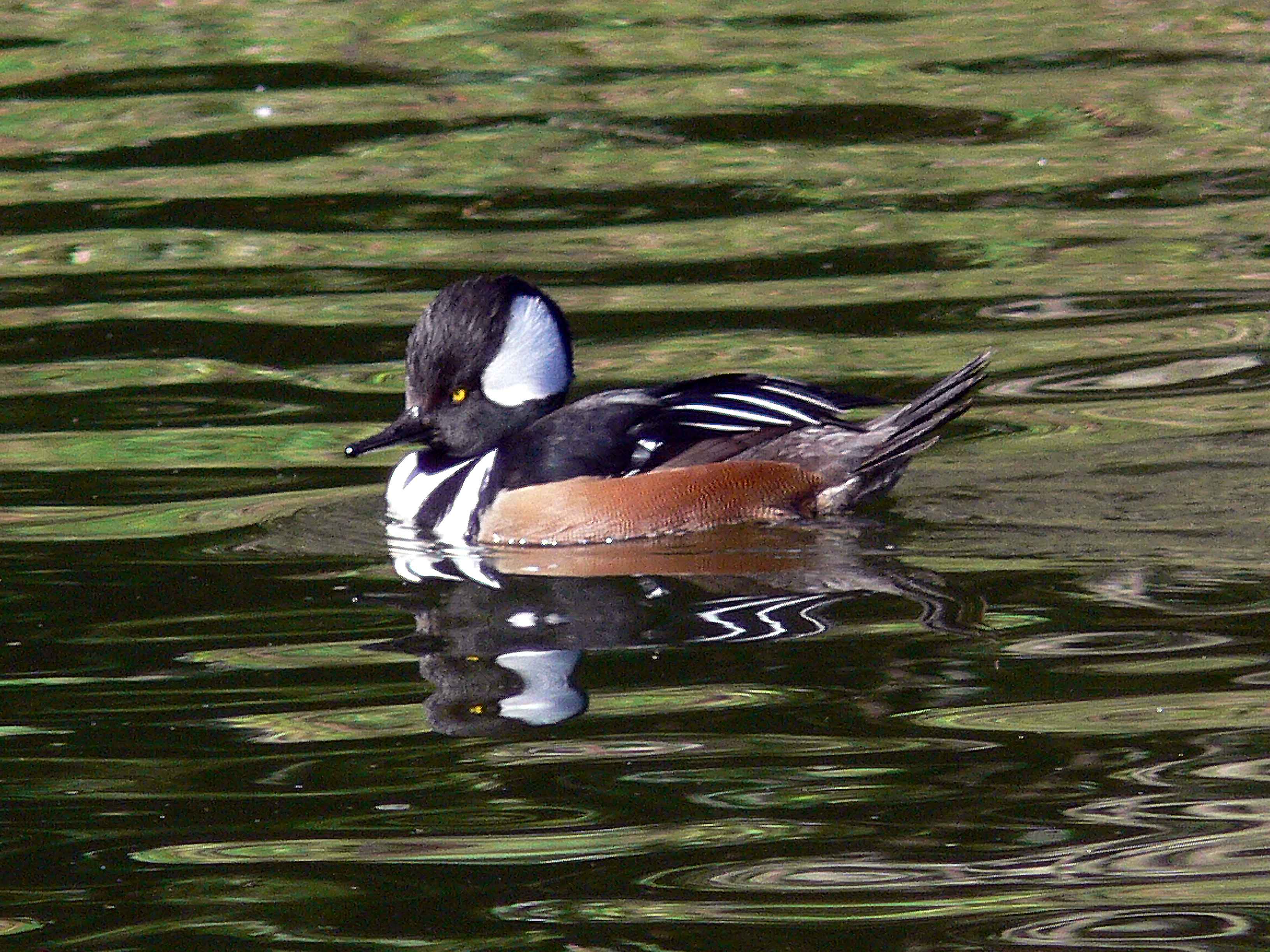 Free picture: male, hooded, merganser, bird, swimming, water ...