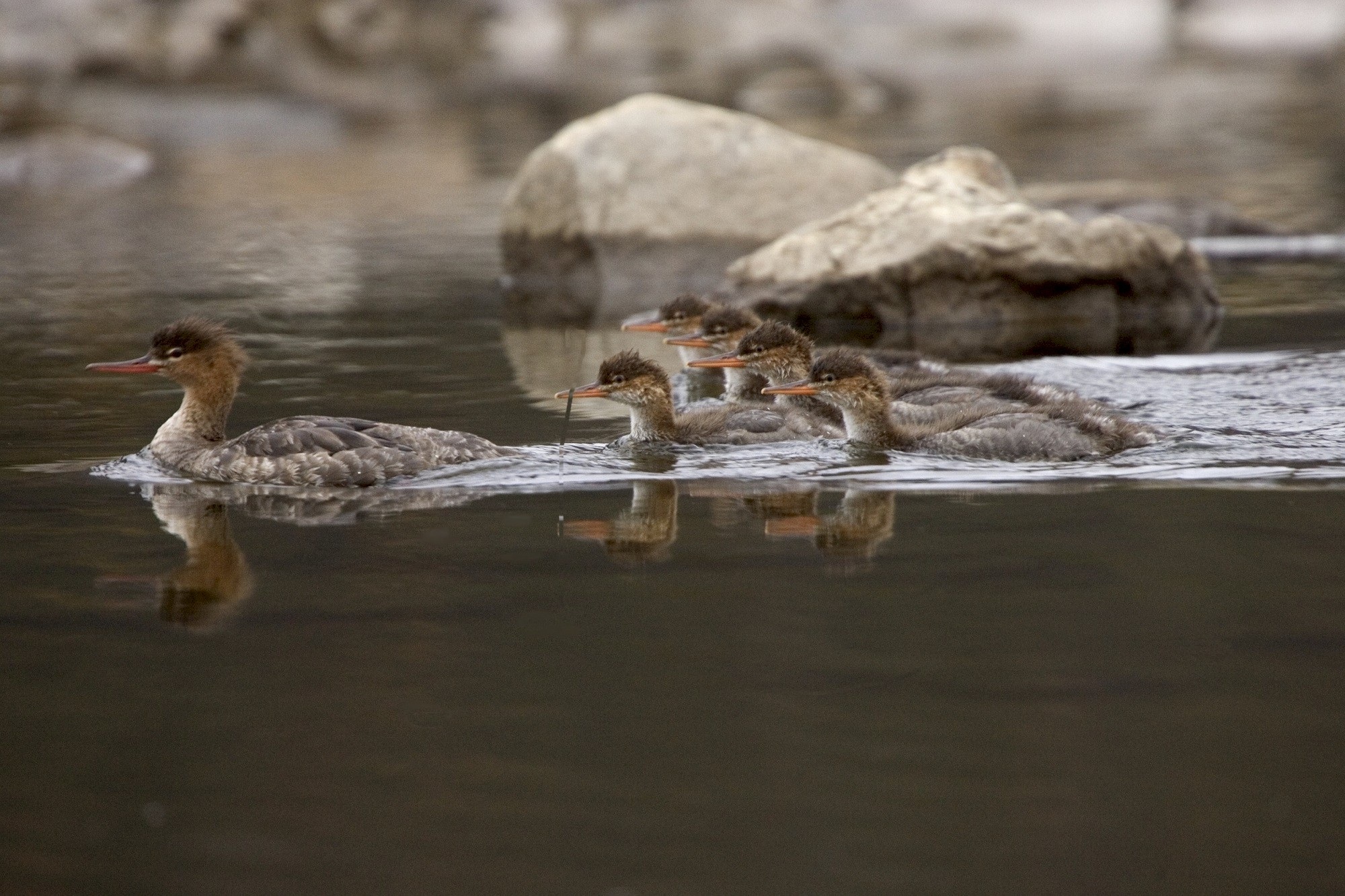 Merganser ducks swimming photo