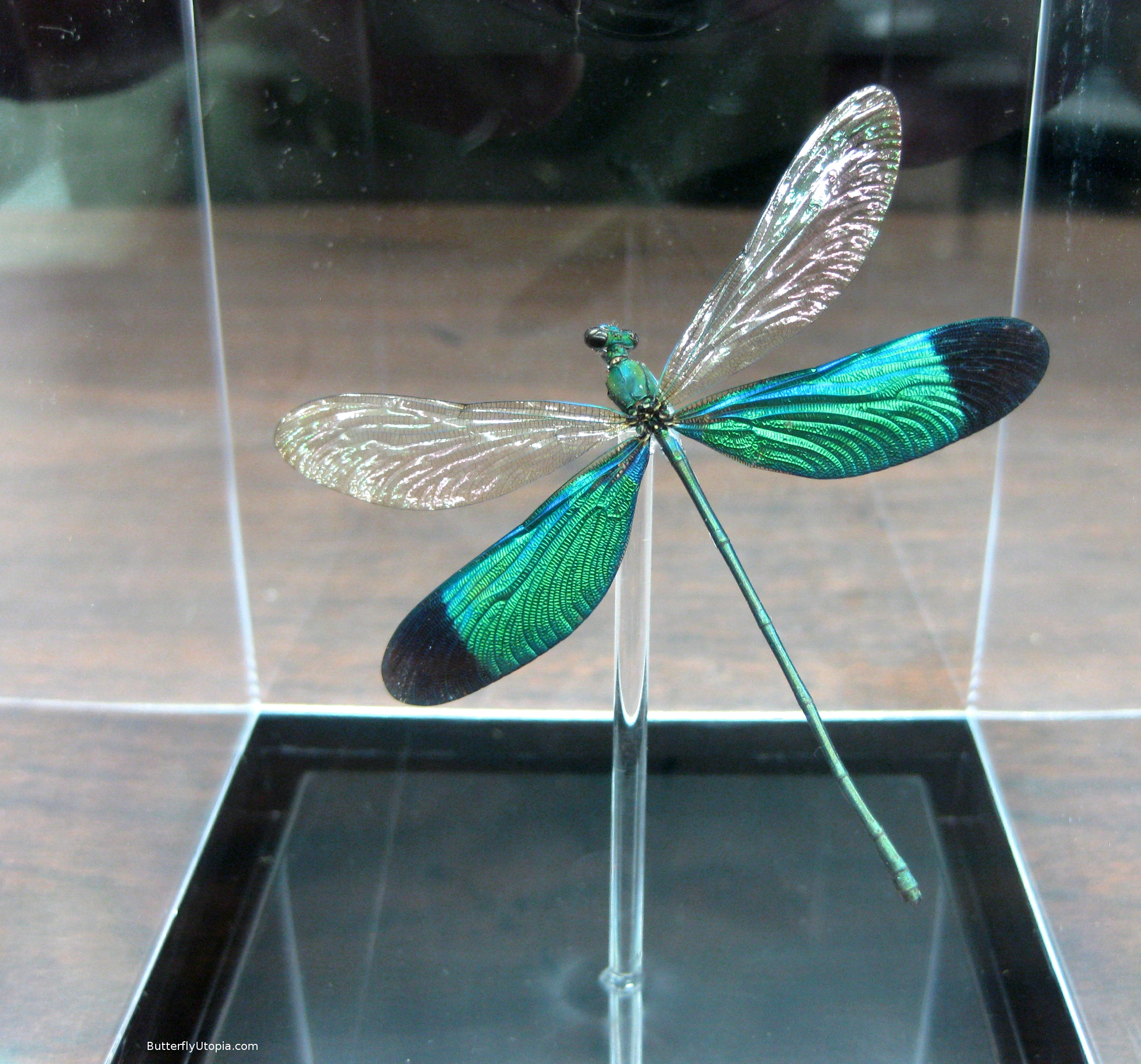 Metallic dragonfly photo