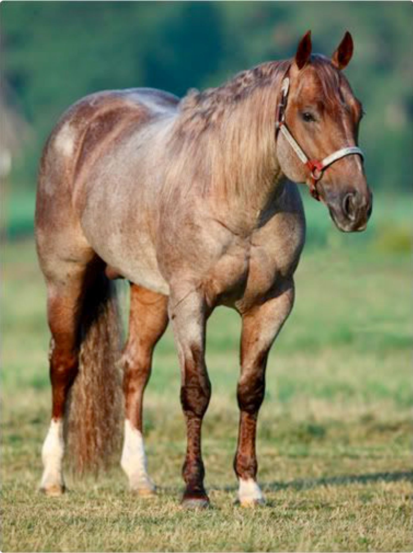 Metallic Cat a red roan Quarter Horse. | Horses All Breeds ...