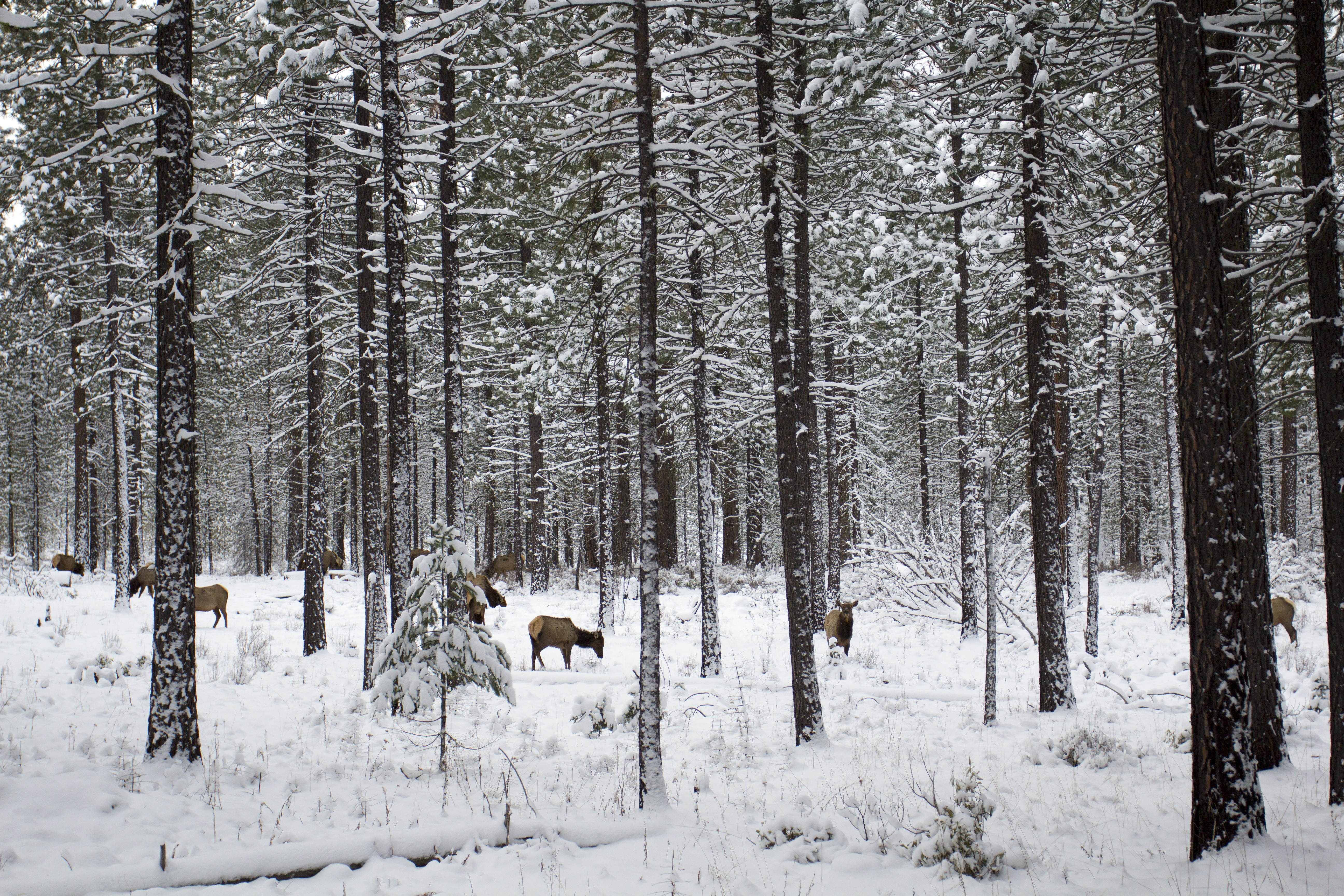 Metolius area elk in snow, Oregon, Animal, Elk, Forest, Metolius, HQ Photo