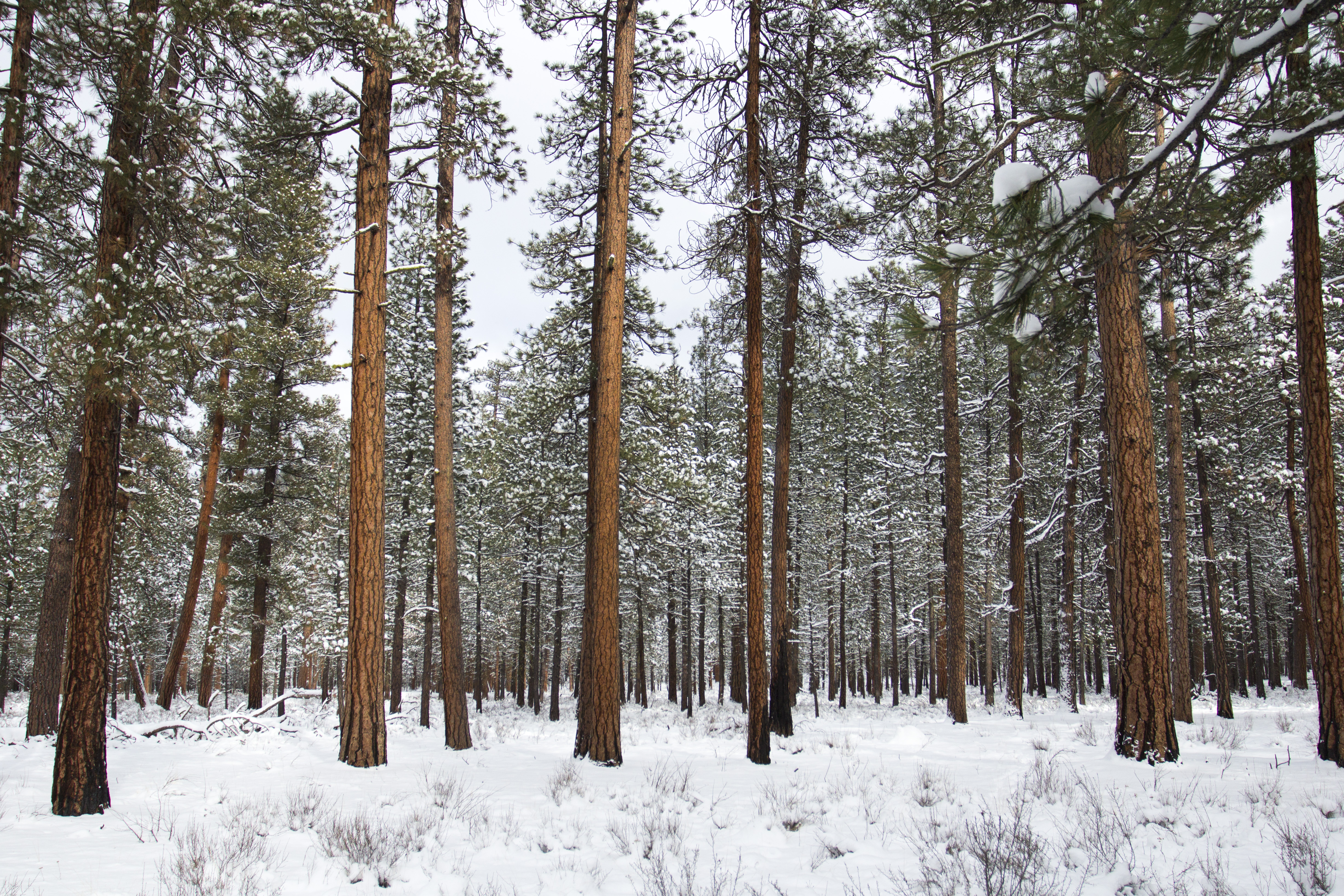 Metolius area, red trees in snow, Oregon, Forest, Fresh, Landscape, Metolius, HQ Photo