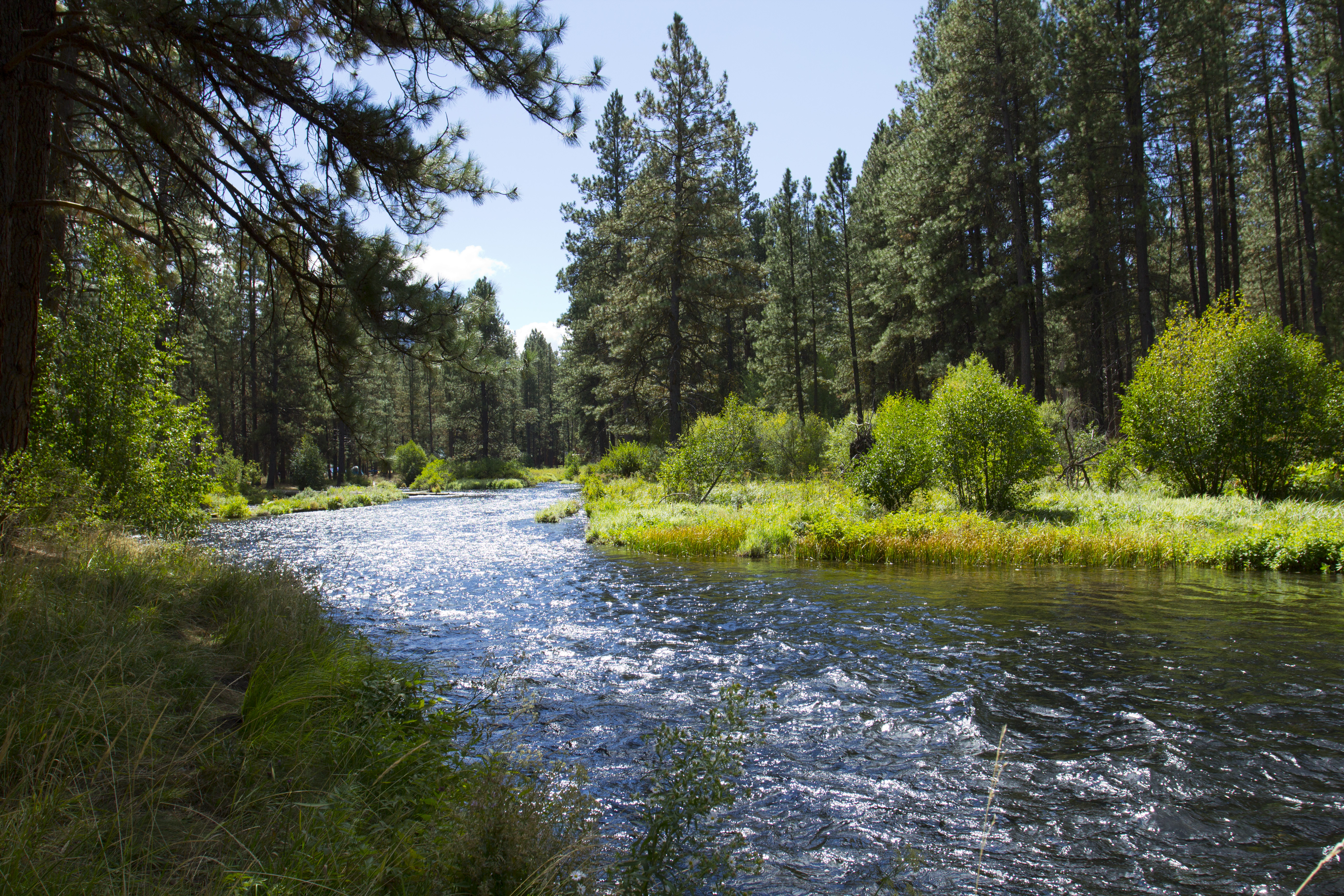 Metolius River, Oregon, Banks, Clear, Forest, Grass, HQ Photo