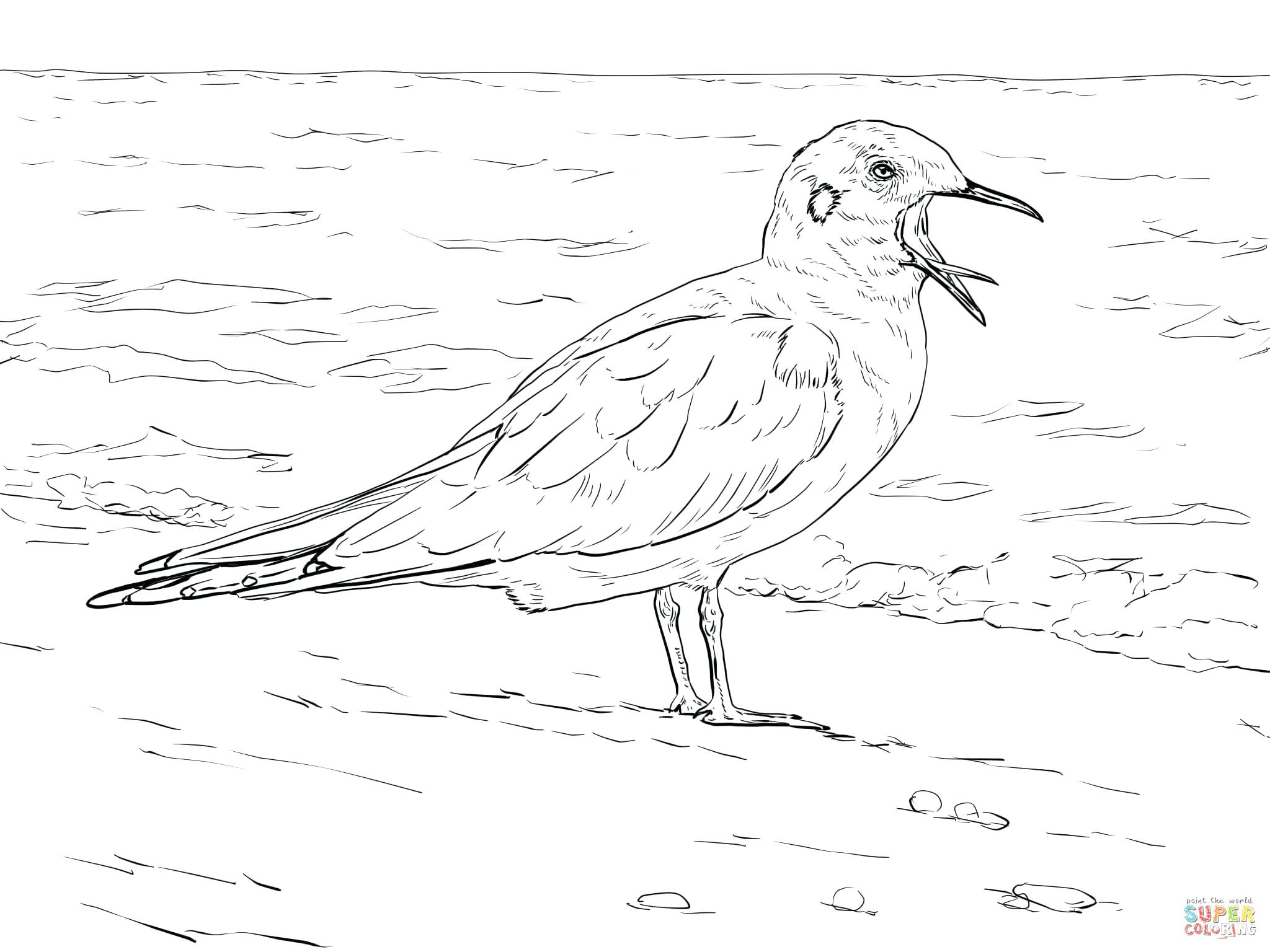 Coloring Pages Flowers Seagulls Free Sea Mew Seagull Page Gull ...