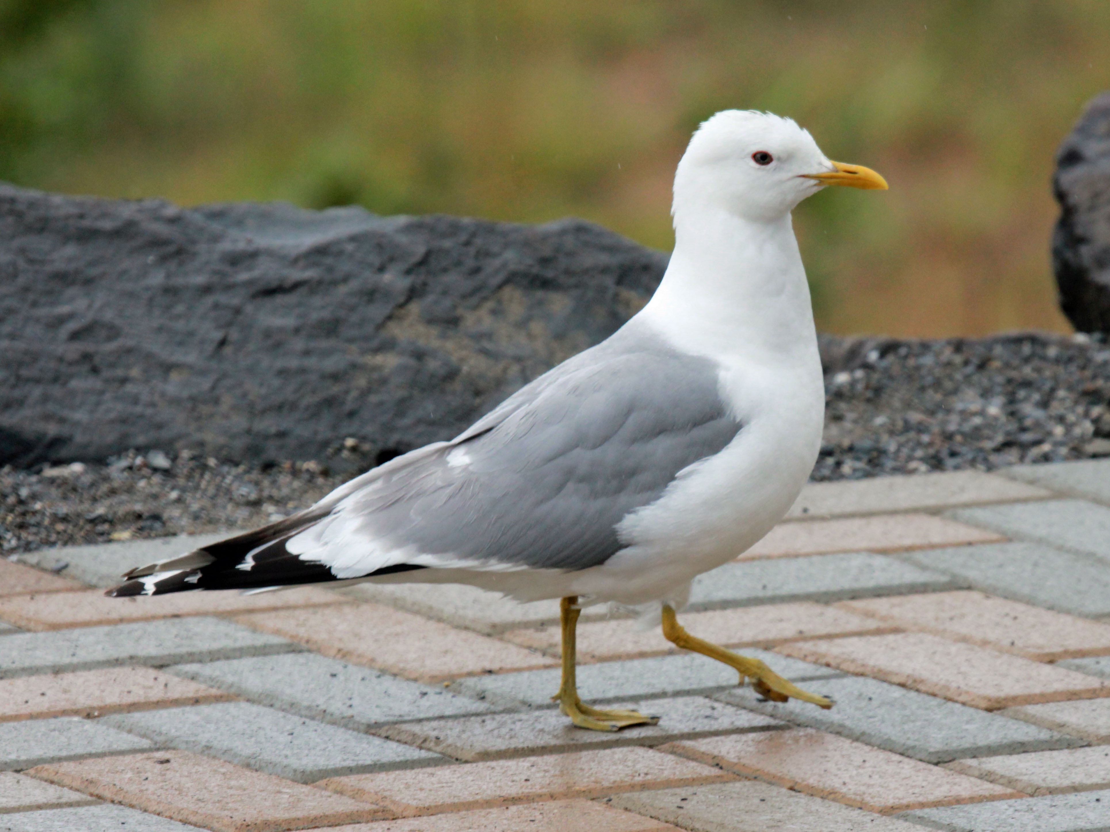 File:Mew Gull RWD1.jpg - Wikimedia Commons