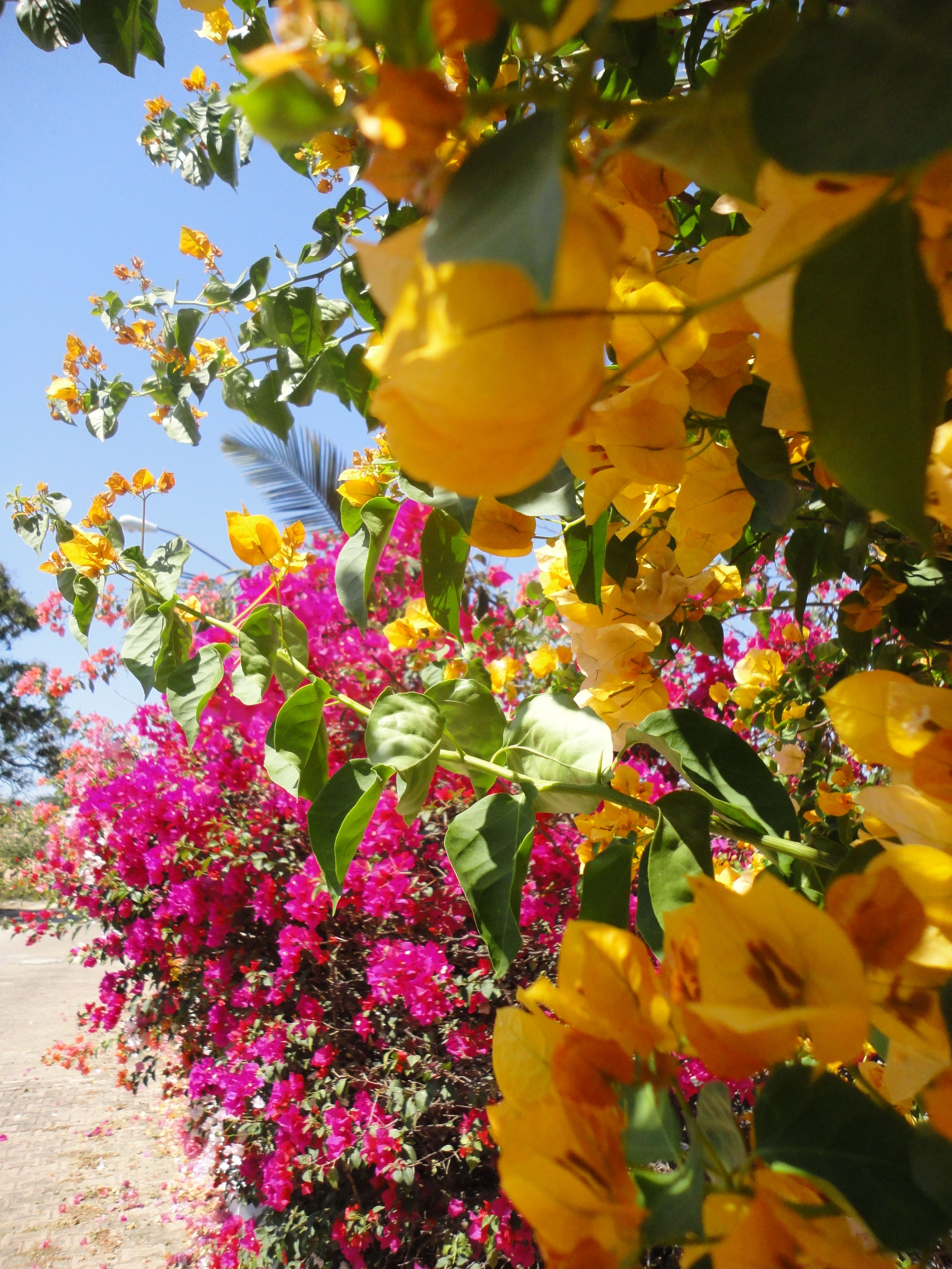 Beautiful Mexican flora, in Rincon de Guayabitos | Gardening ...