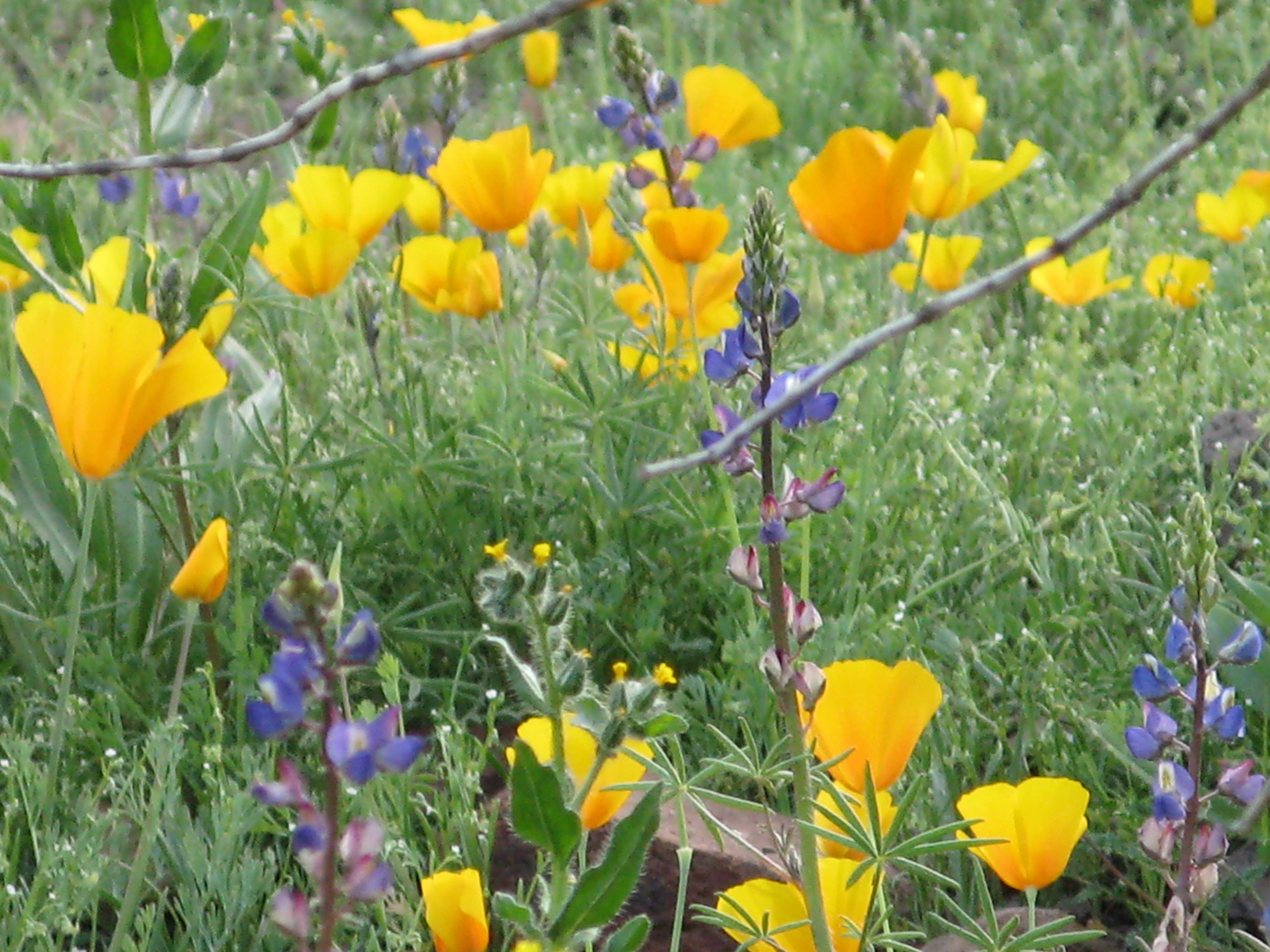 Mexican poppies and lupines at Picacho Peak | Fort Huachuca Fauna ...