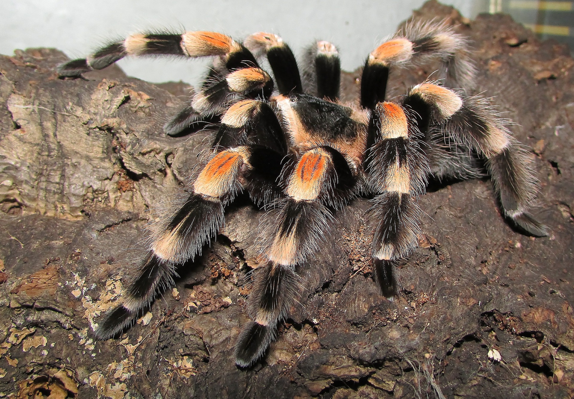 How to Care for a Brachypelma Smithi (Mexican Red Knee)