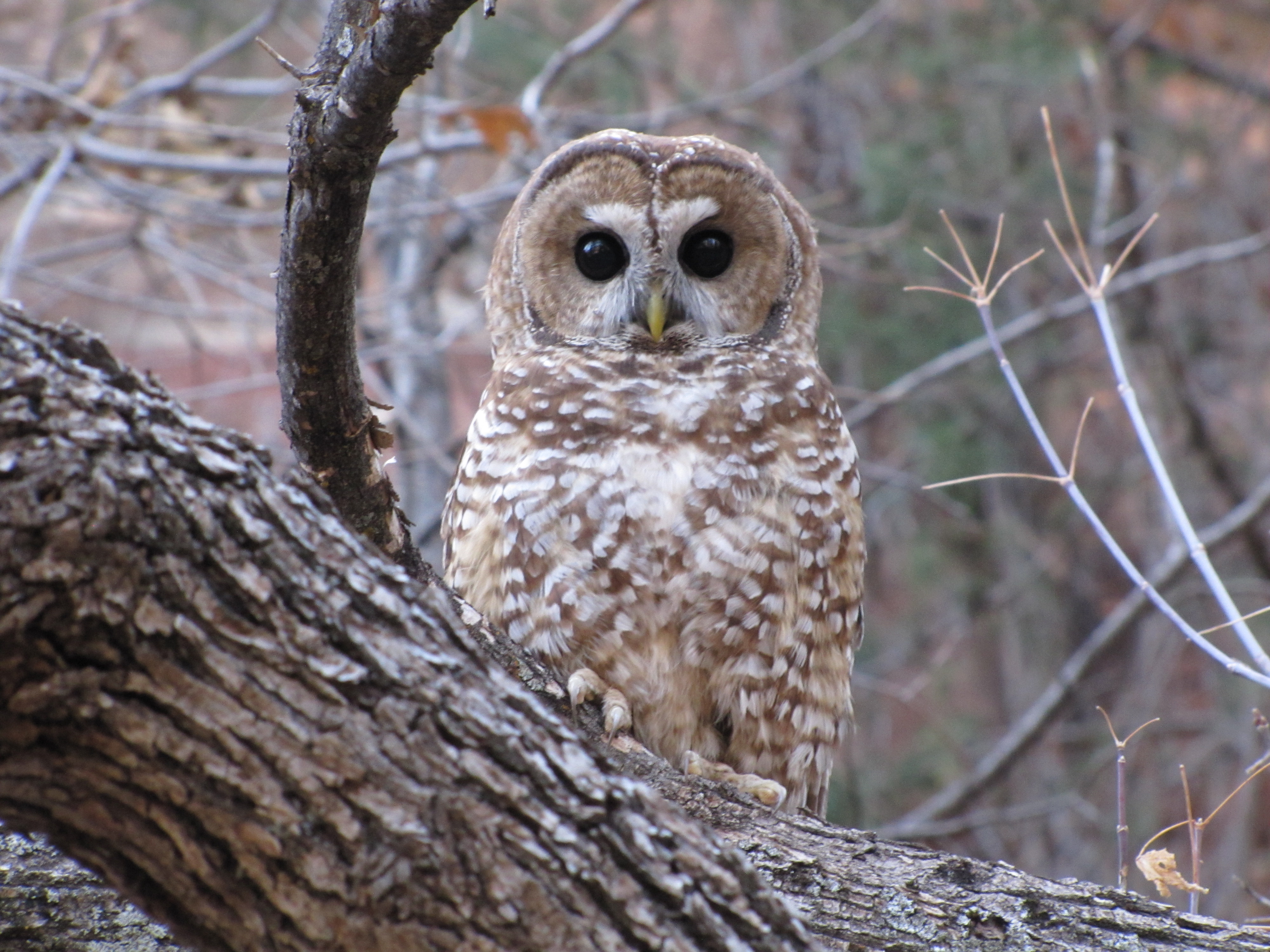 Ecology of Mexican spotted owls | Rocky Mountain Research Station