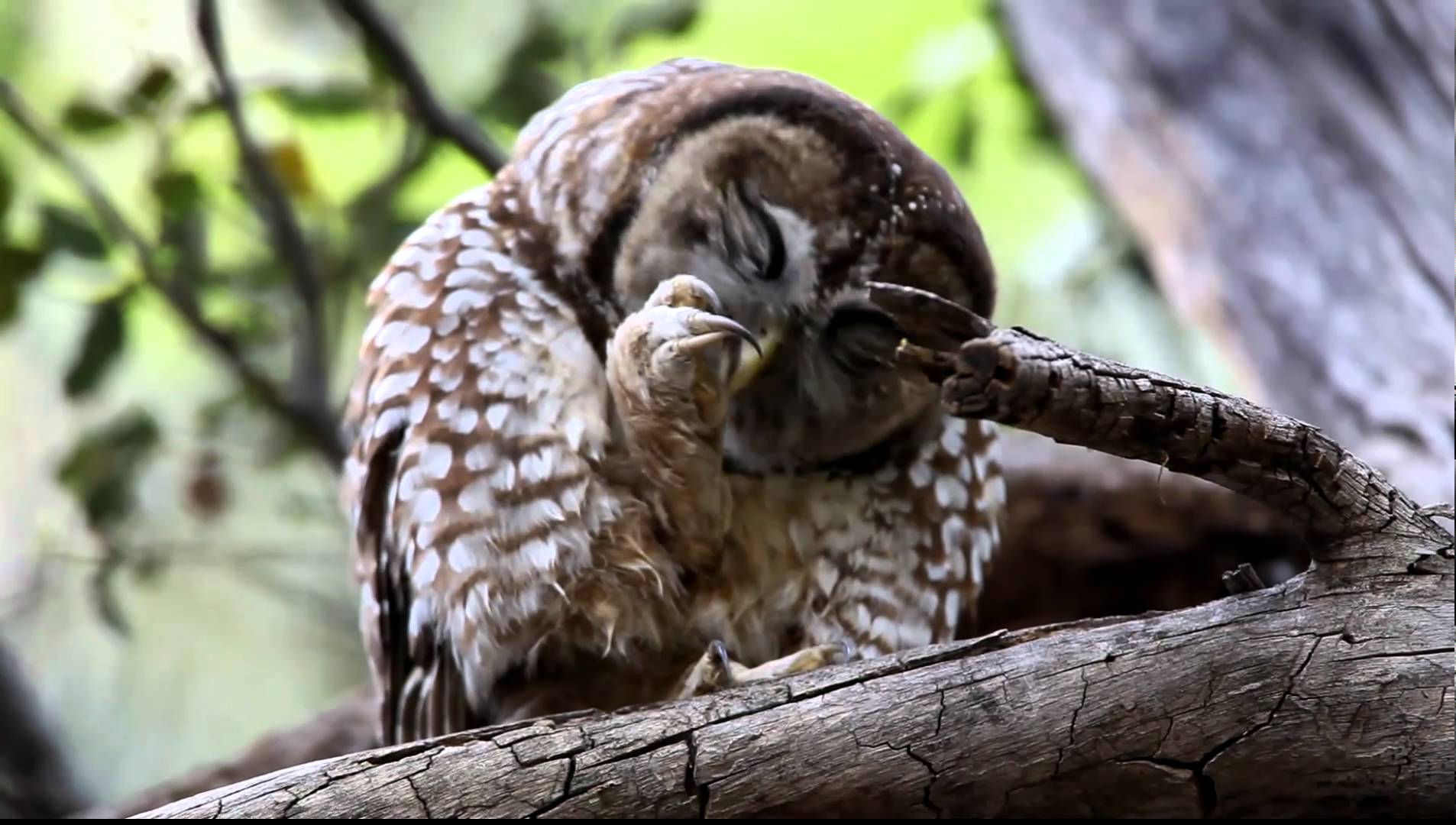 Mexican Spotted Owl Cleaning Talon - YouTube