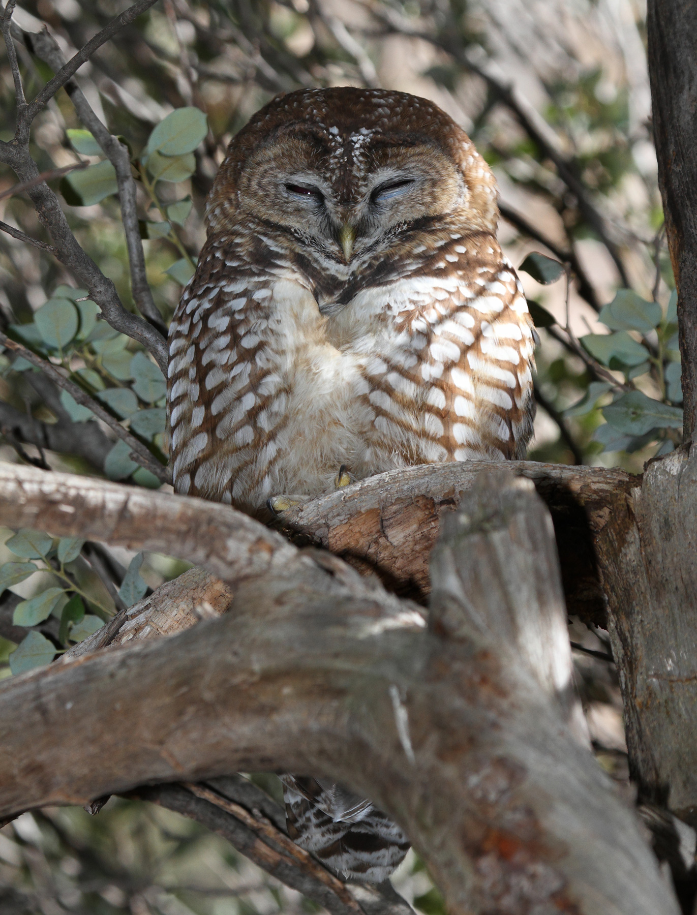 File:Mexican Spotted Owl.jpg - Wikimedia Commons