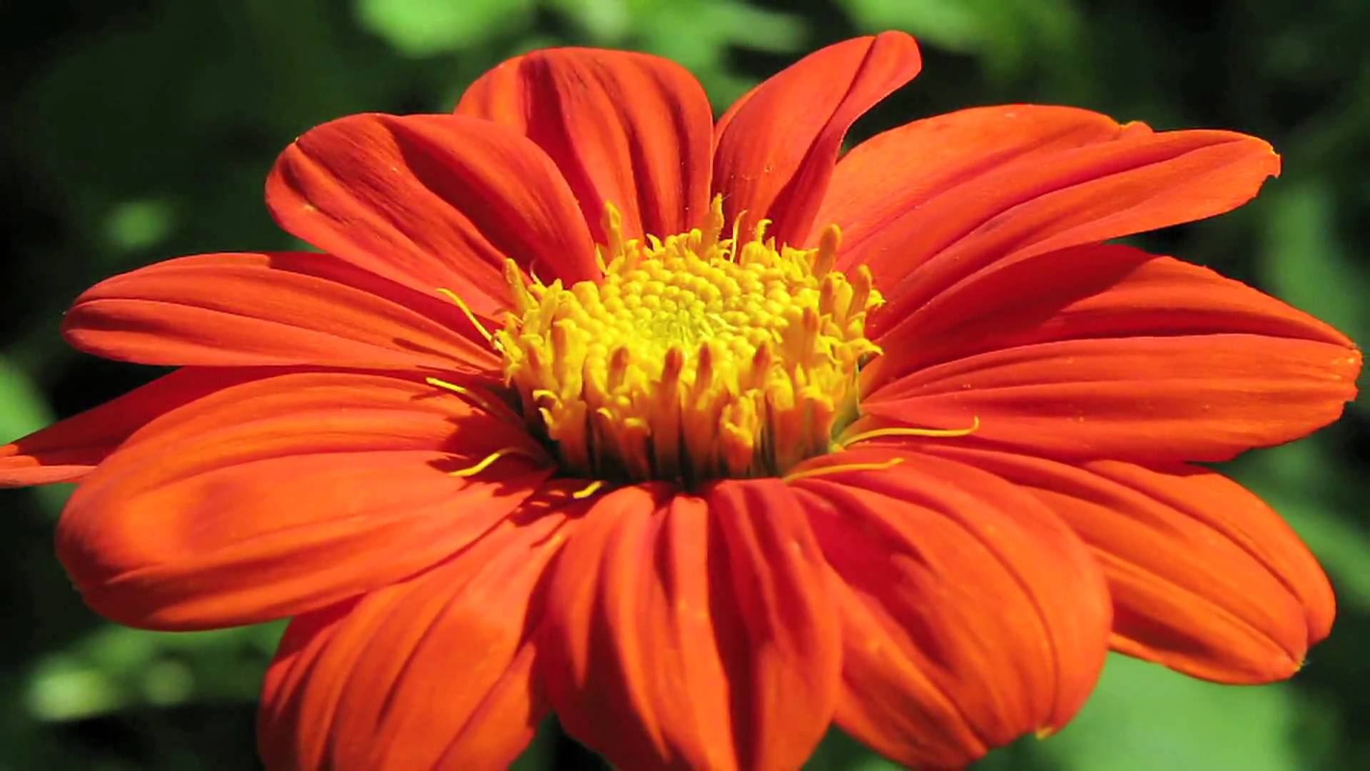 Mexican sunflower photo