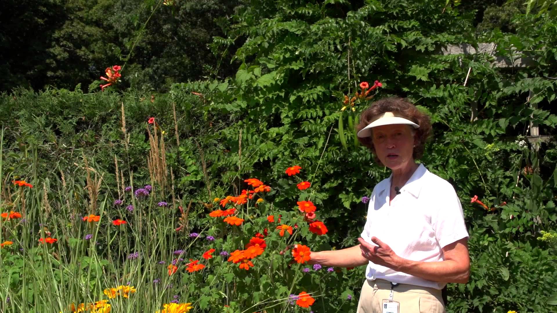 Mexican Sunflower - YouTube