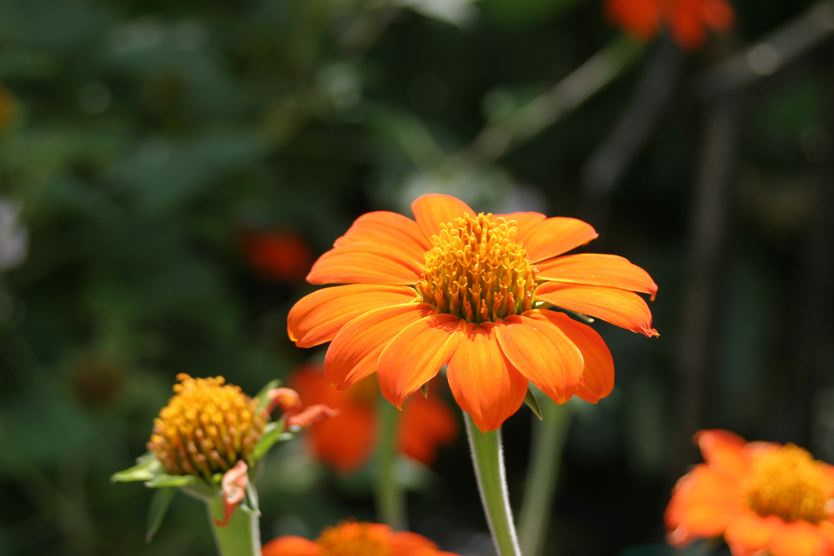 Tithonia mexican sunflower – Butterfly World