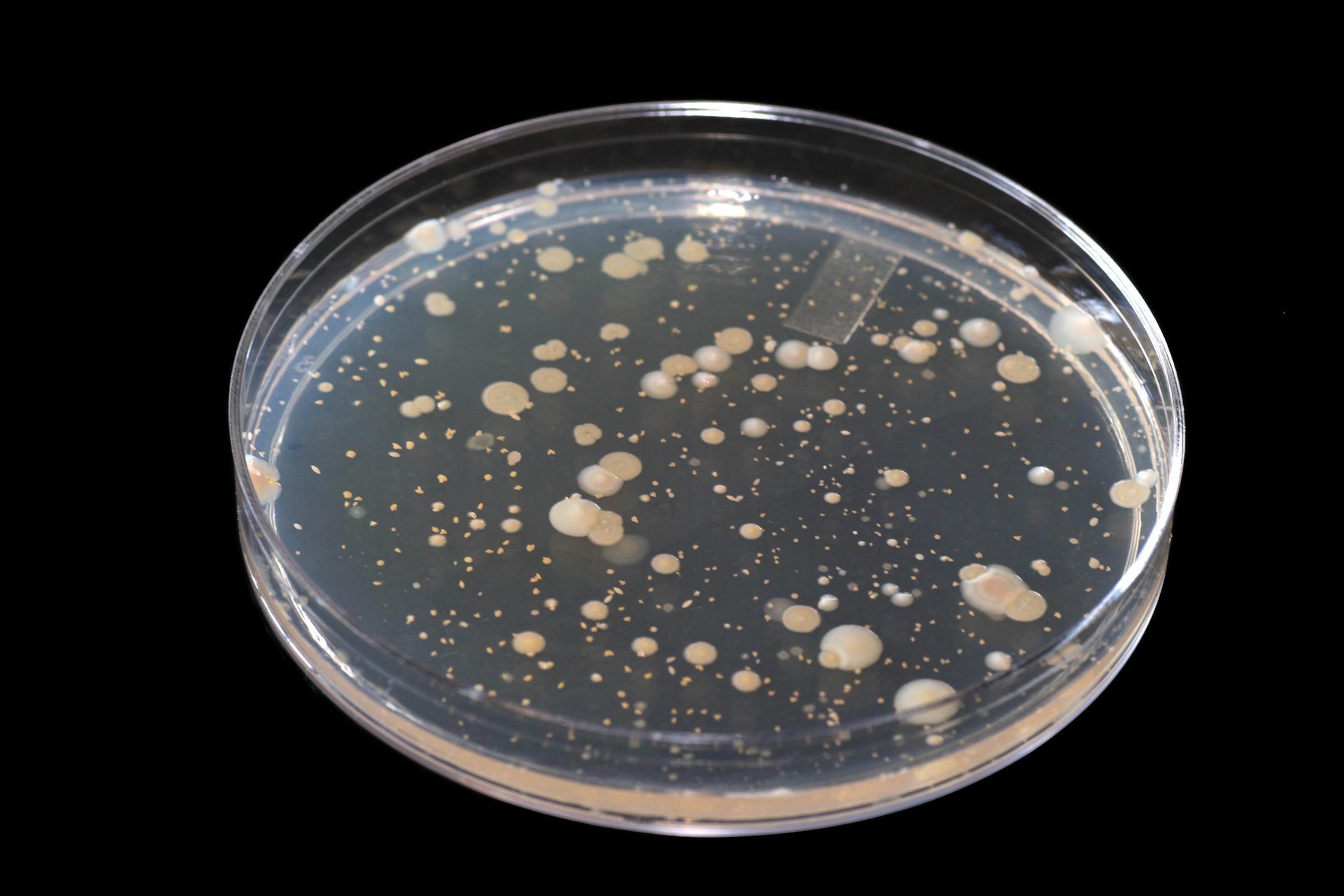 Microbiology photo