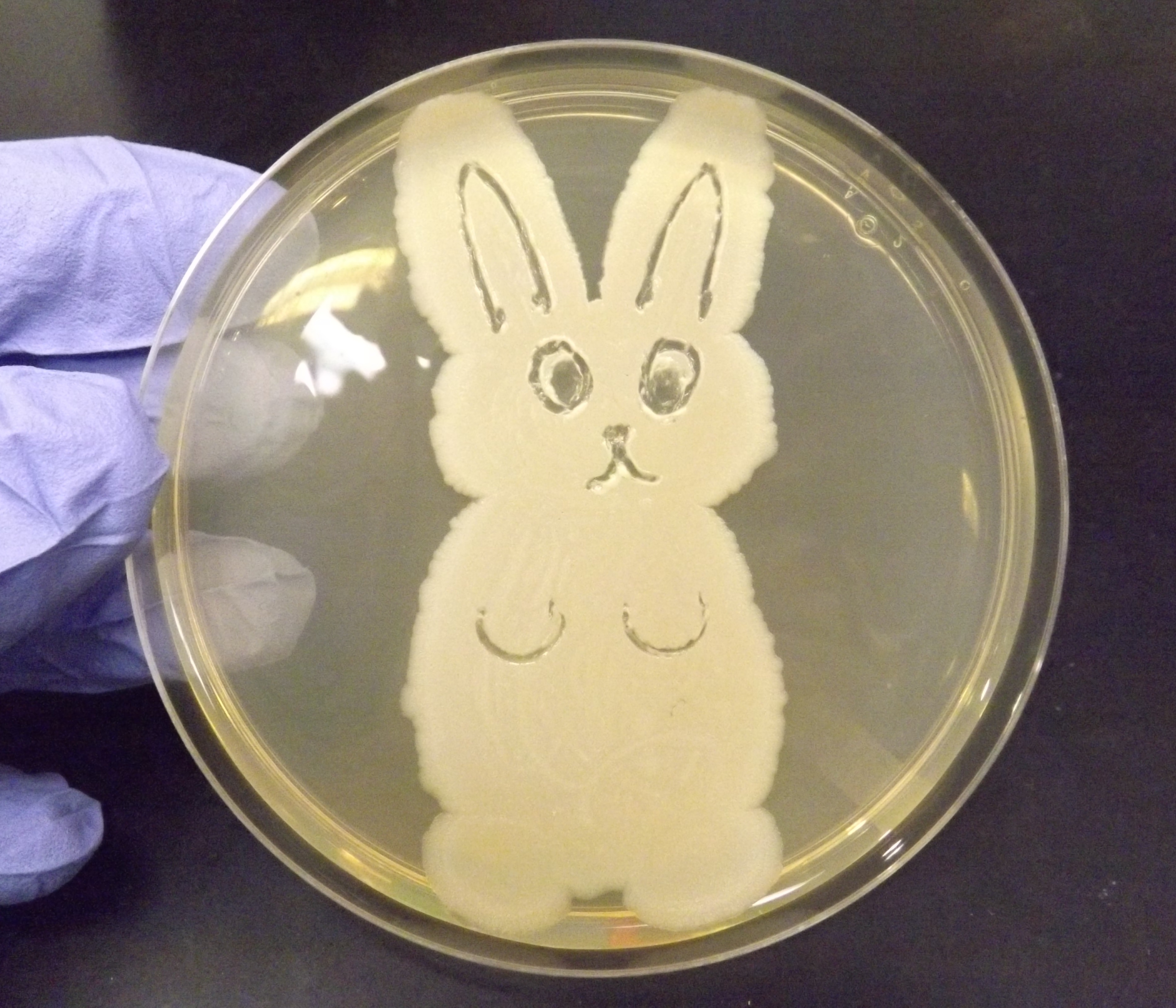 Unknown Bacillus sp. grown on TSA 48h 28°C Petri dish, microbiology ...