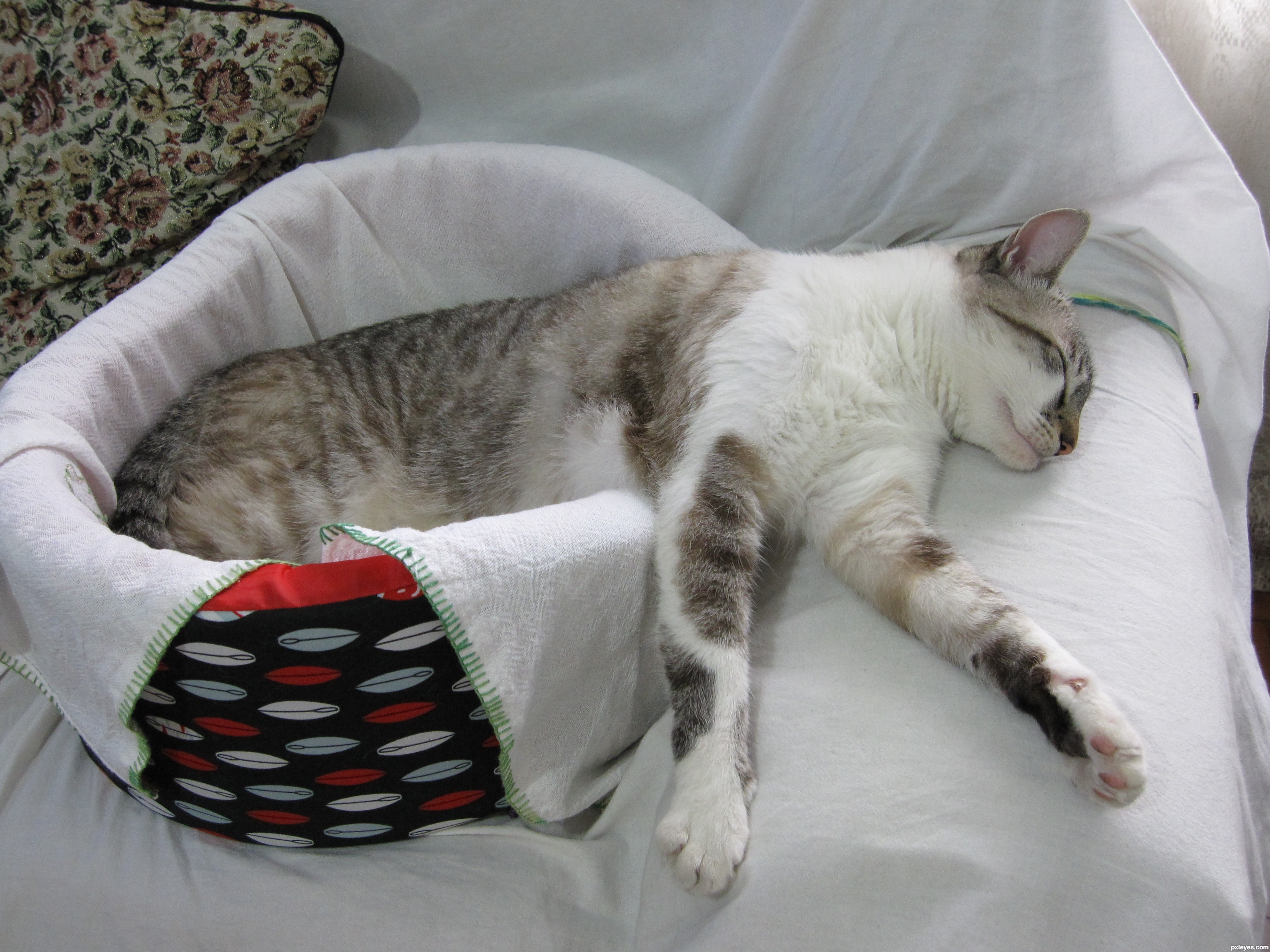 Extremely relaxed picture, by erikuri for: cat nap photography ...