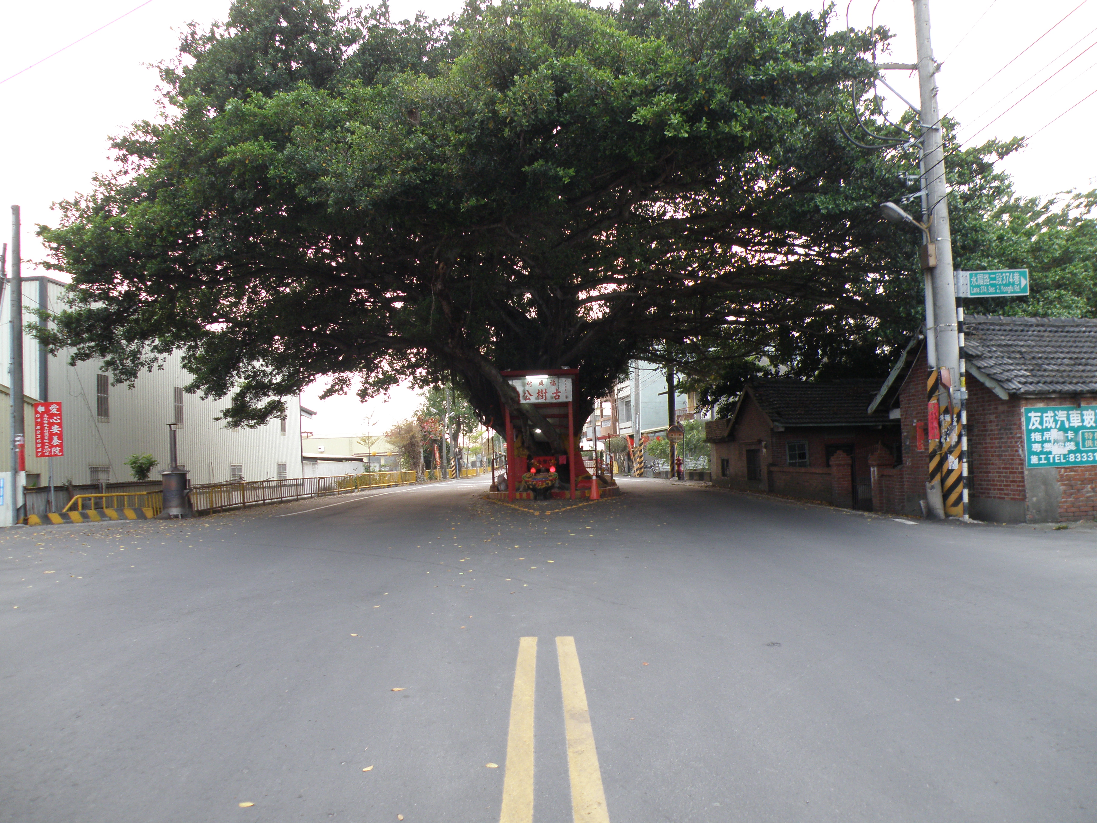 Tree temple in the middle of the road | Student of Asia
