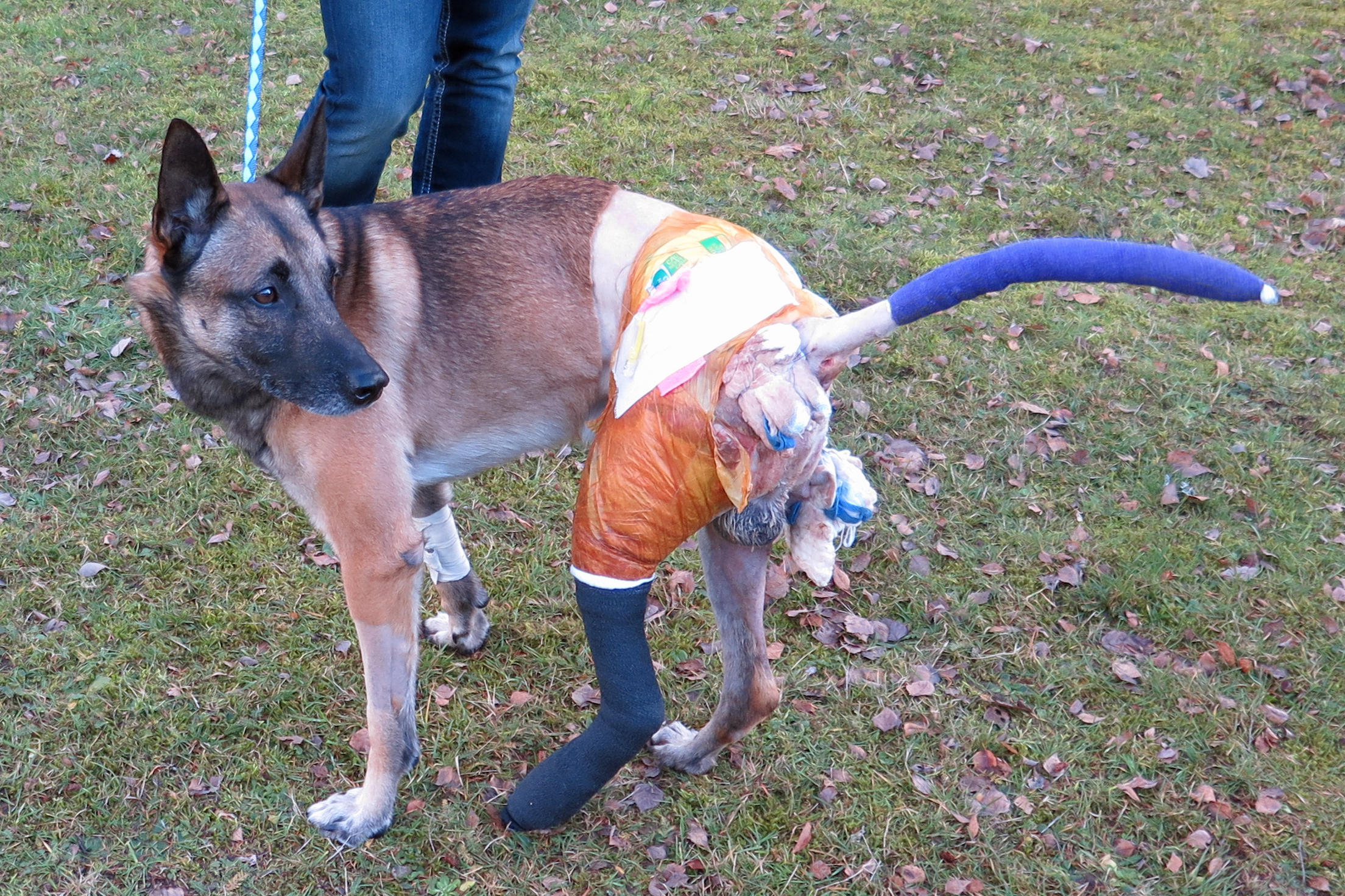 Dog Center Europe treats canine casualty | Article | The United ...