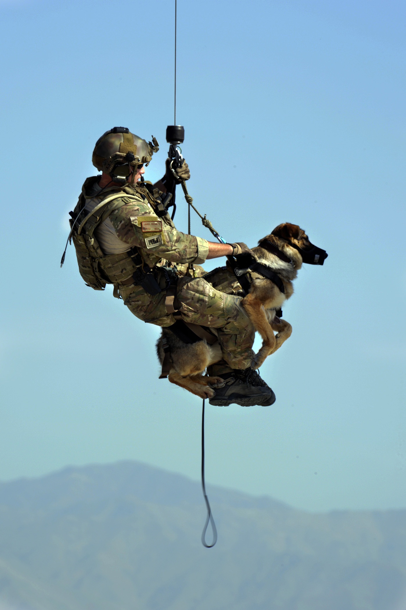 Military dog photo