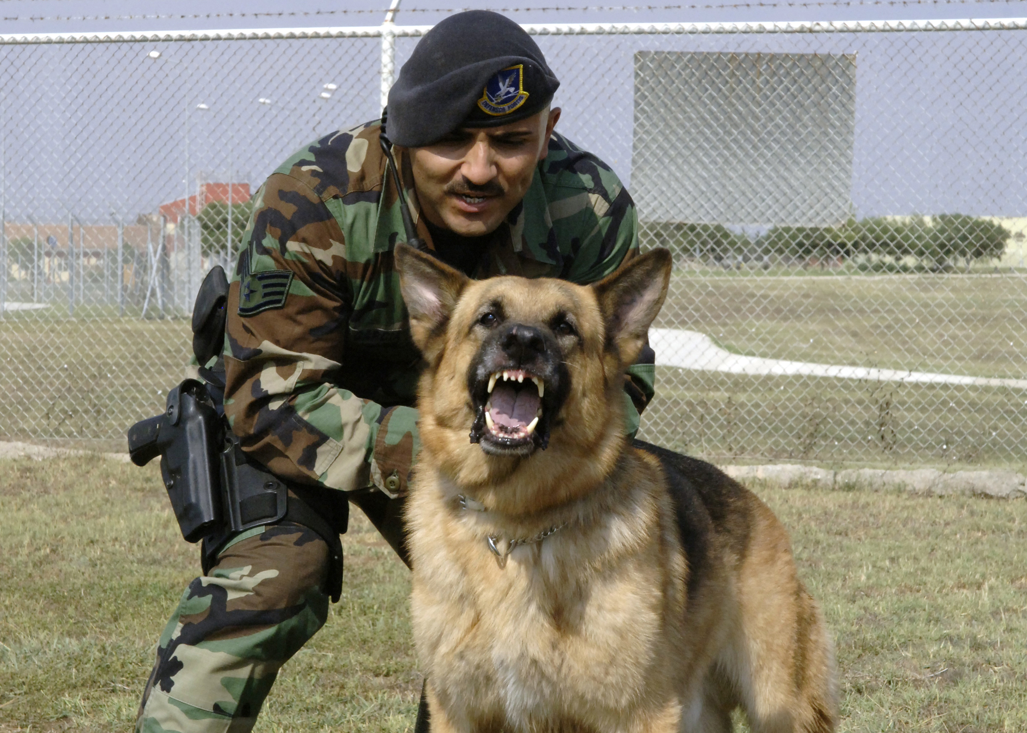 File:Military dog and handler.jpg - Wikimedia Commons