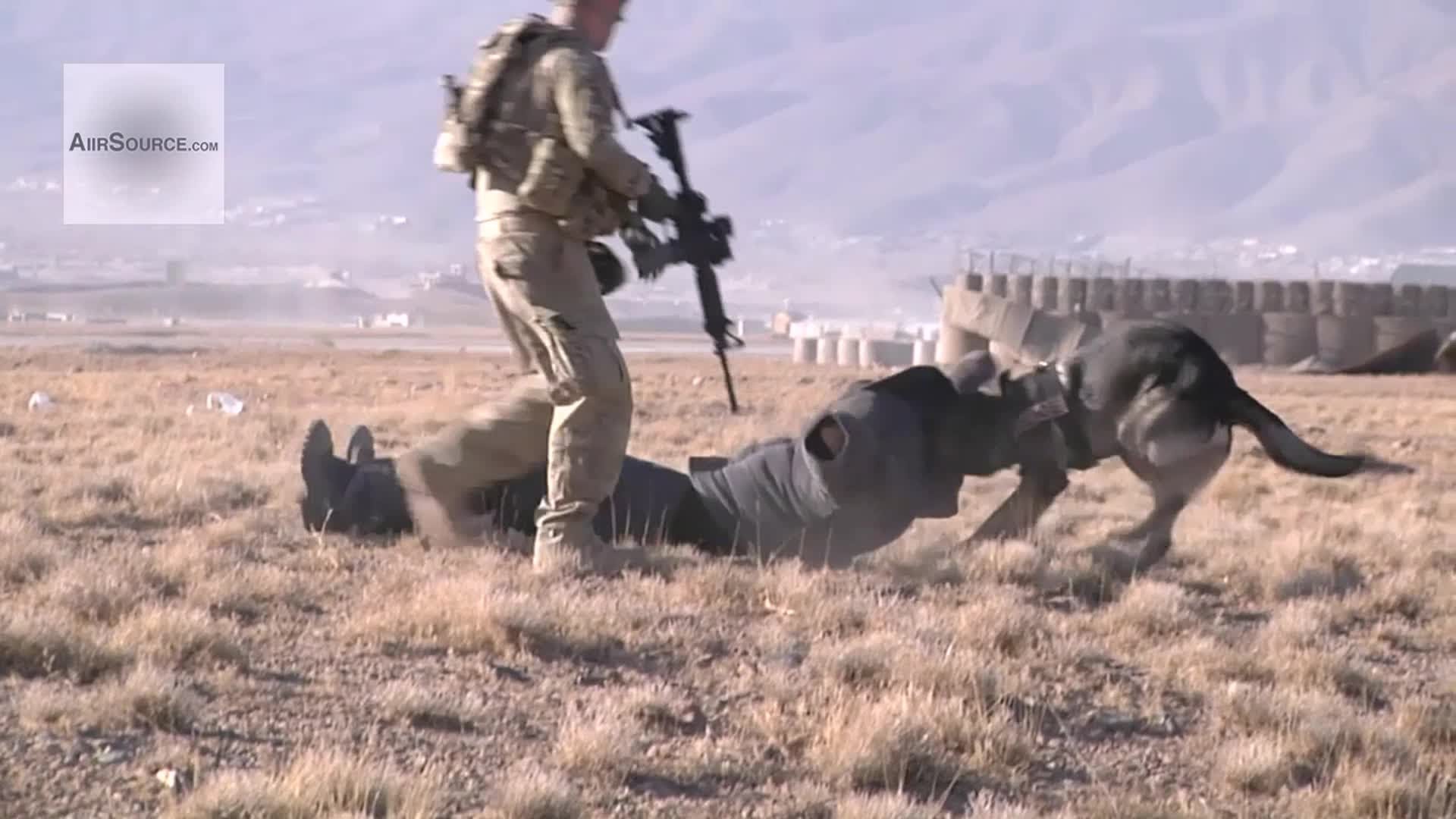 Military Working Dogs: K9 Drug/Vehicle Search - YouTube