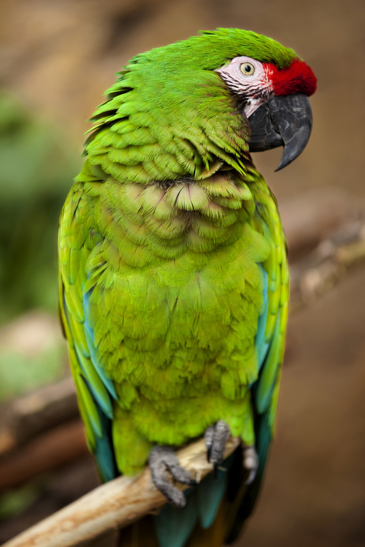 Fabulous Information About the Military Macaw