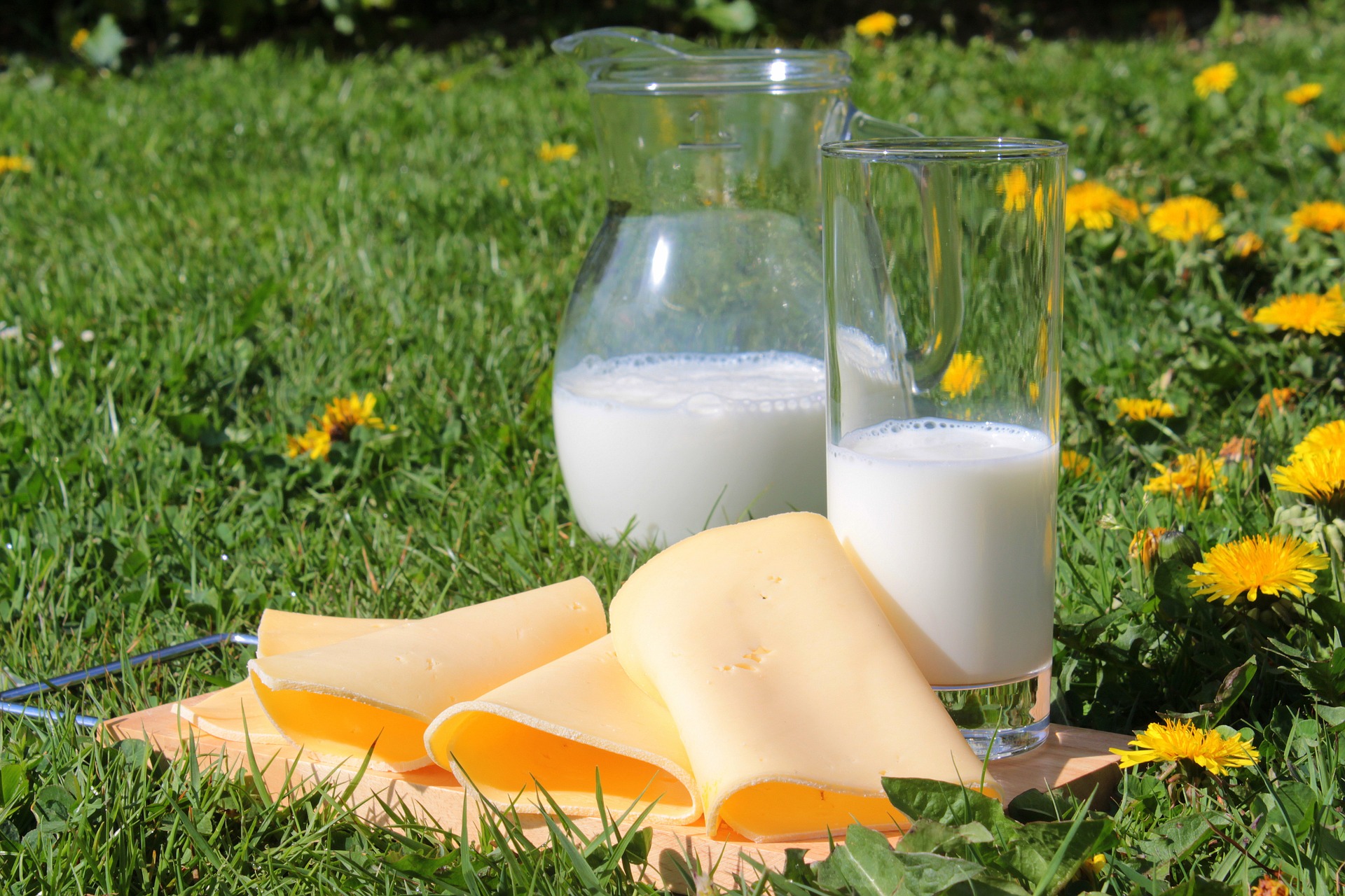 Milk and cheese picnic photo