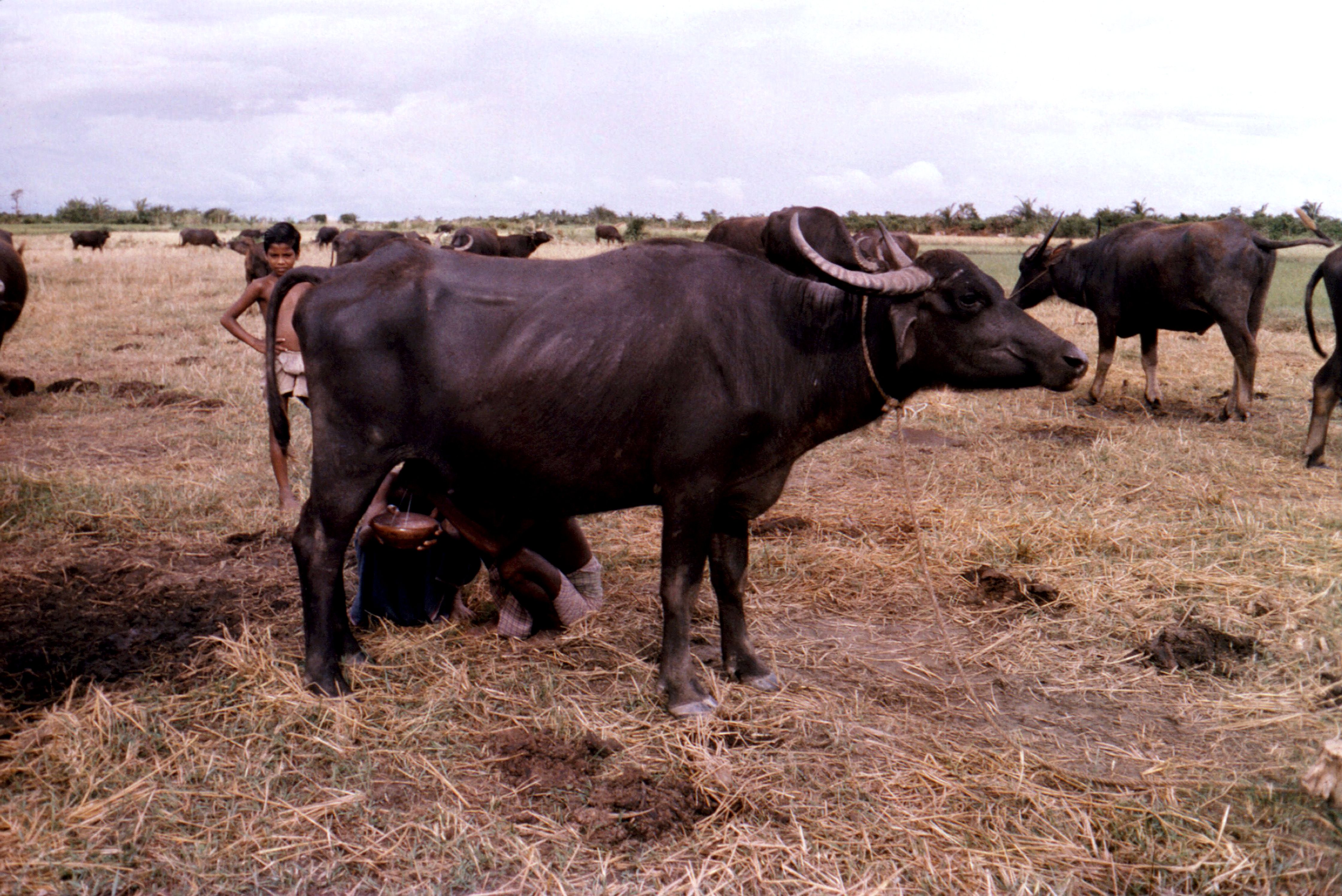 Free picture: man, process, milking, water, buffalo, Patuakhali ...