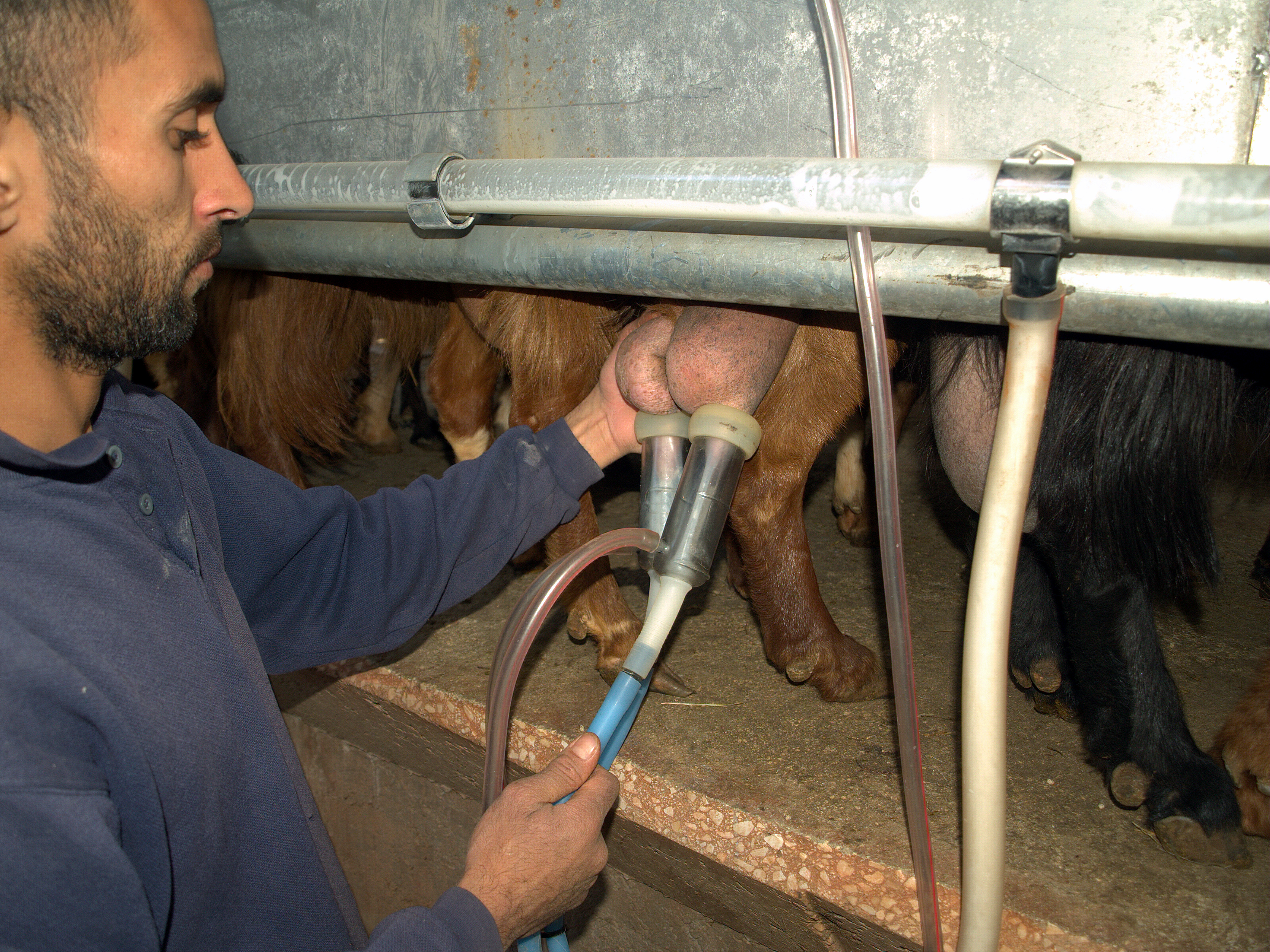 File:Goat milking on an organic farm in Israel.jpg - Wikimedia Commons