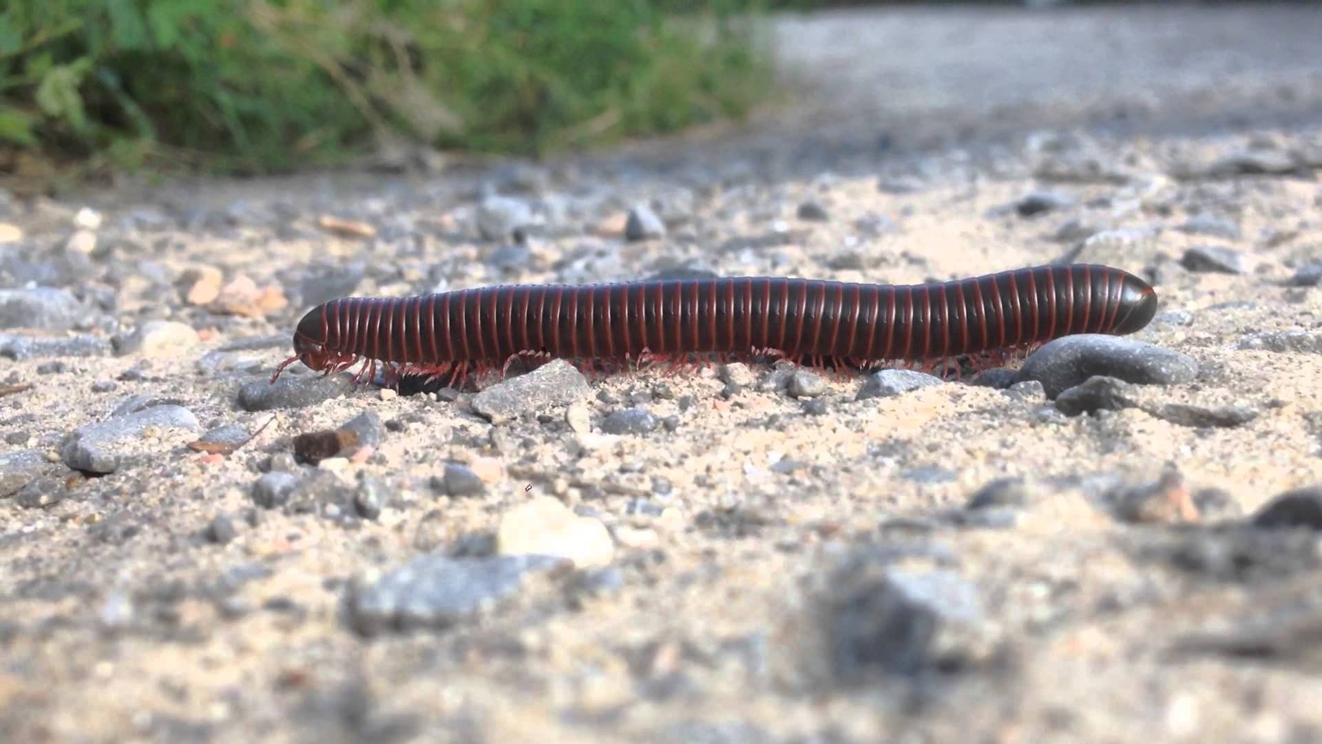 Millie the millipede - YouTube
