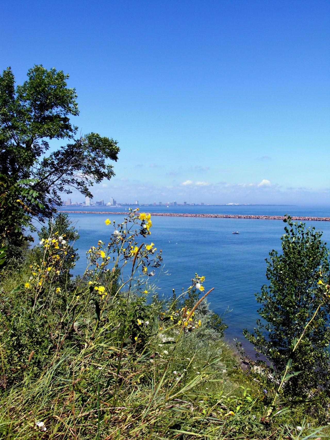 Free photo: Milwaukee Bluffs - tree, trees, water - Non-Commercial ...