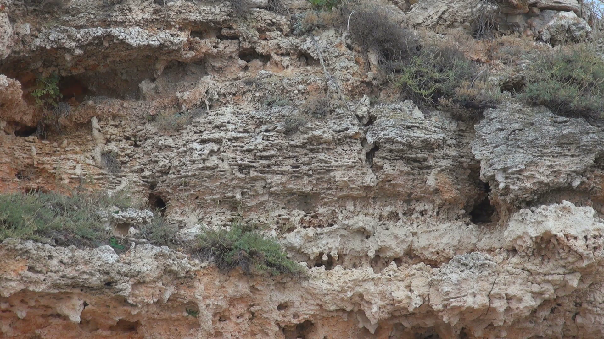 Amazing spongy structure stone brown rock texture wild habitat ...