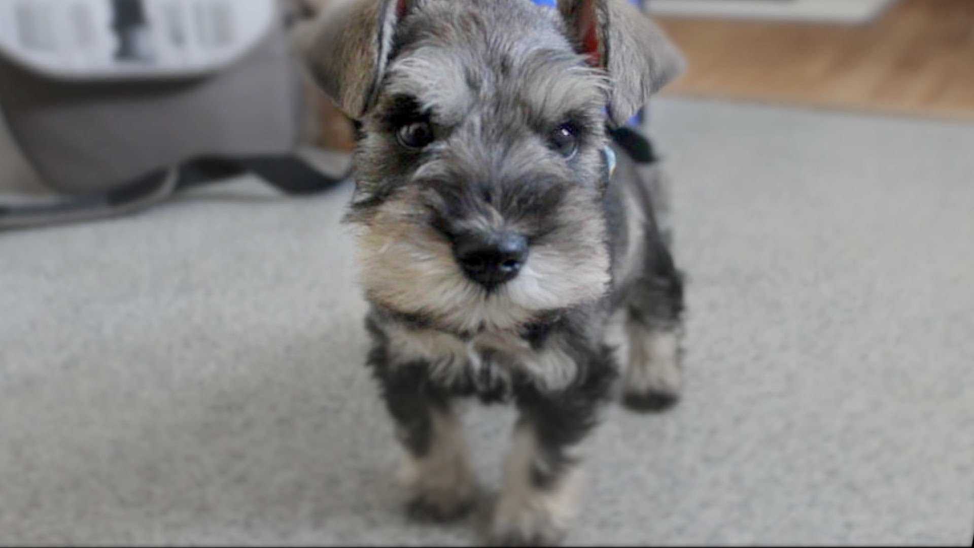 Cute Mini Schnauzer Puppy Comes Home - ChumpieTheDog - YouTube